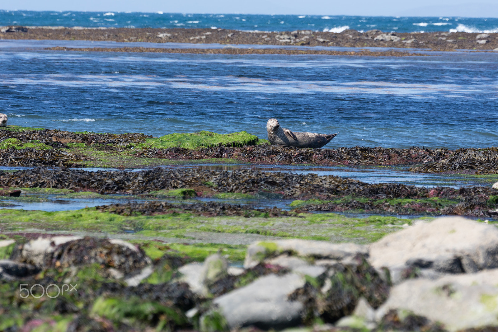 Sigma 150mm f/2.8 EX DG OS HSM APO Macro sample photo. Sea lion in ireland photography