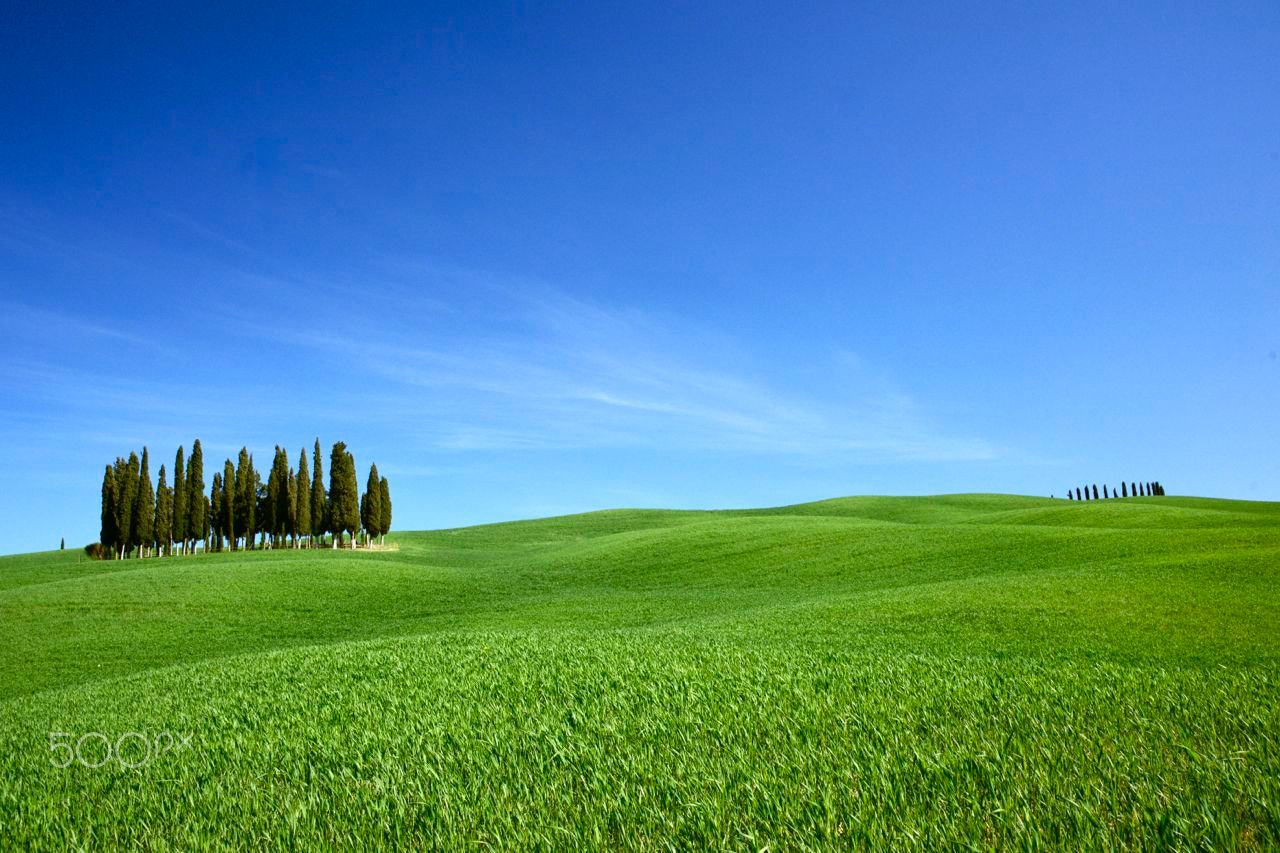 Sony Alpha DSLR-A850 sample photo. Cypresses in a grove photography