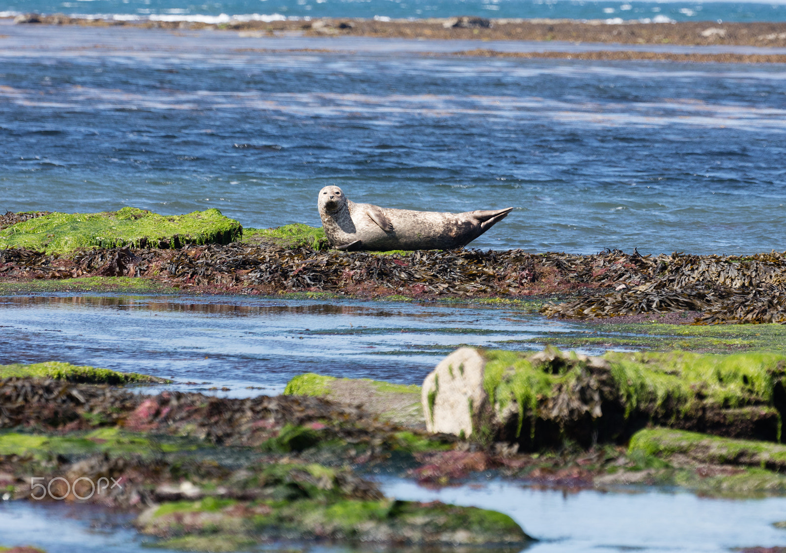Sigma 150mm f/2.8 EX DG OS HSM APO Macro sample photo. Sea lion in ireland photography