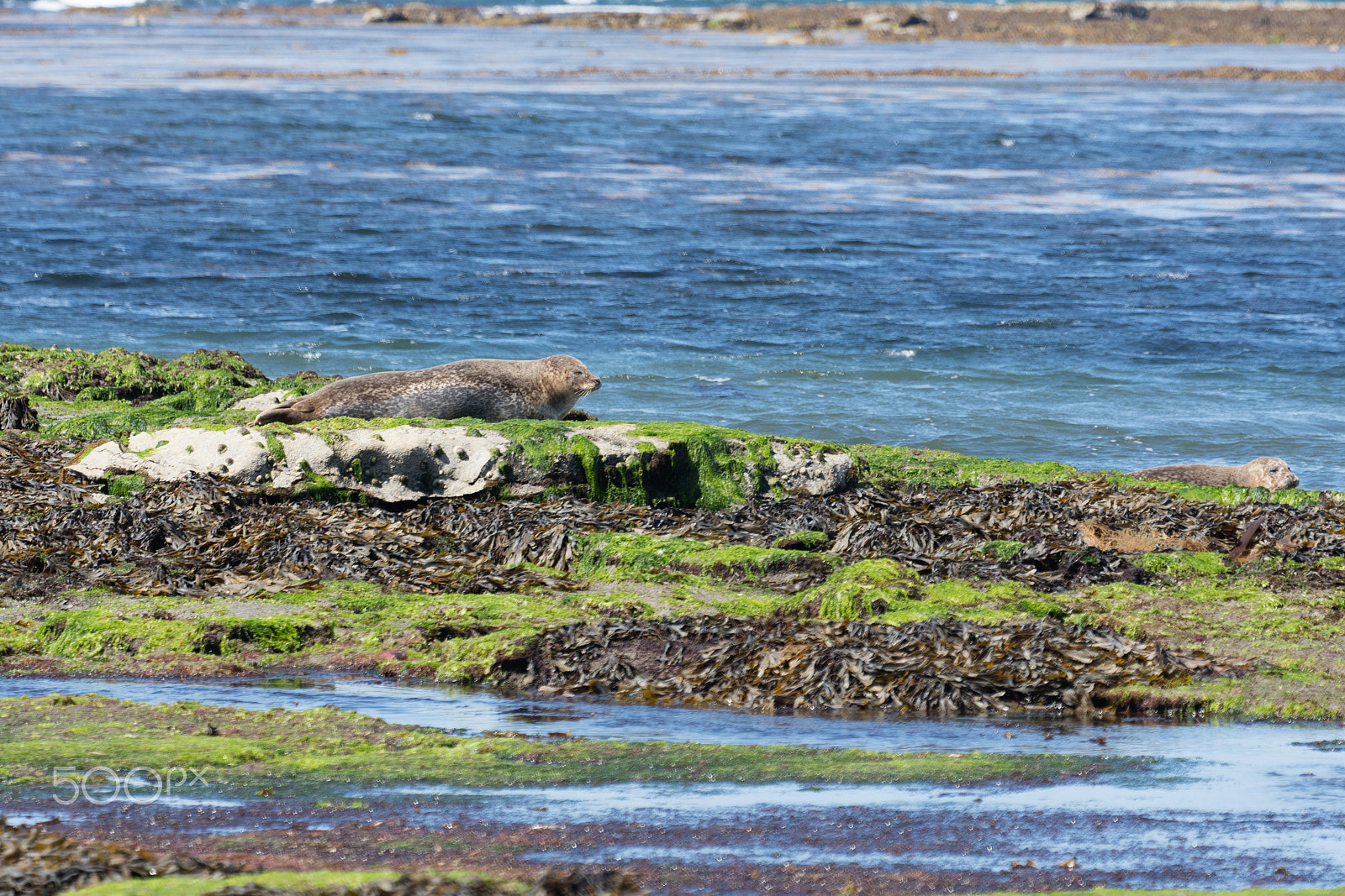 Sigma 150mm f/2.8 EX DG OS HSM APO Macro sample photo. Sea lion in ireland photography