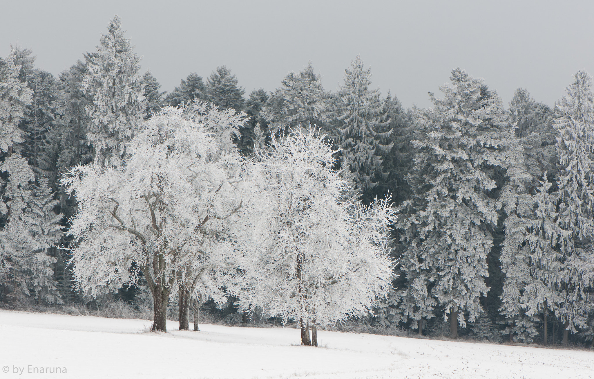 Nikon AF-S Micro-Nikkor 105mm F2.8G IF-ED VR sample photo. White trees photography