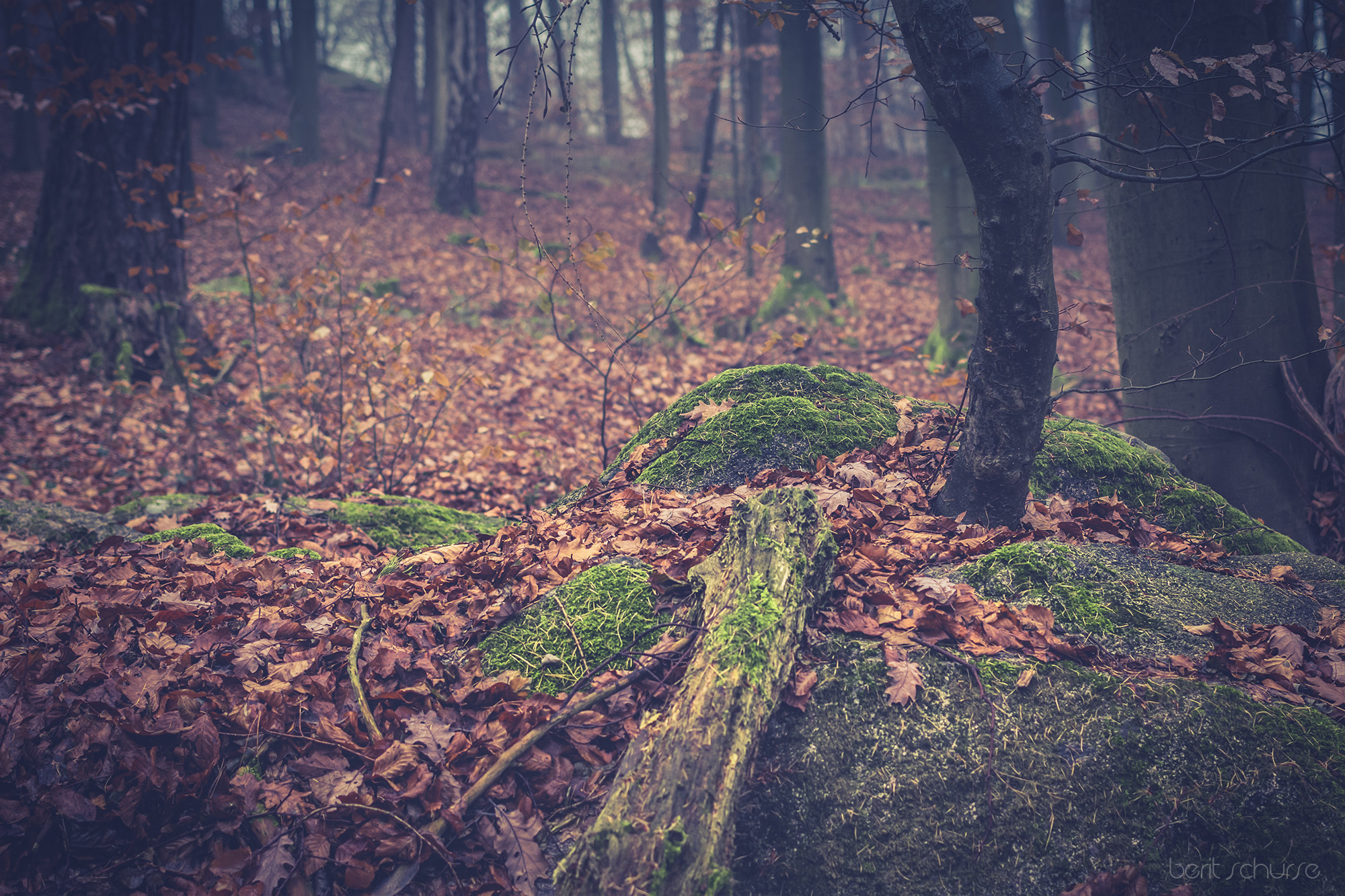 Canon EOS 60D + Canon EF 40mm F2.8 STM sample photo. In the forest photography