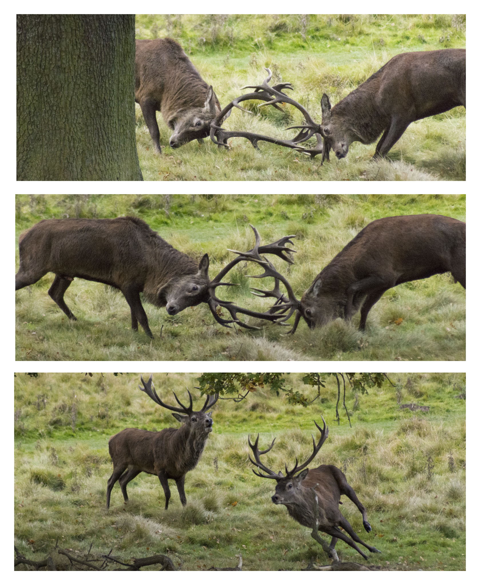 Sigma 70-300mm F4-5.6 APO DG Macro sample photo. The battle of tatton park photography