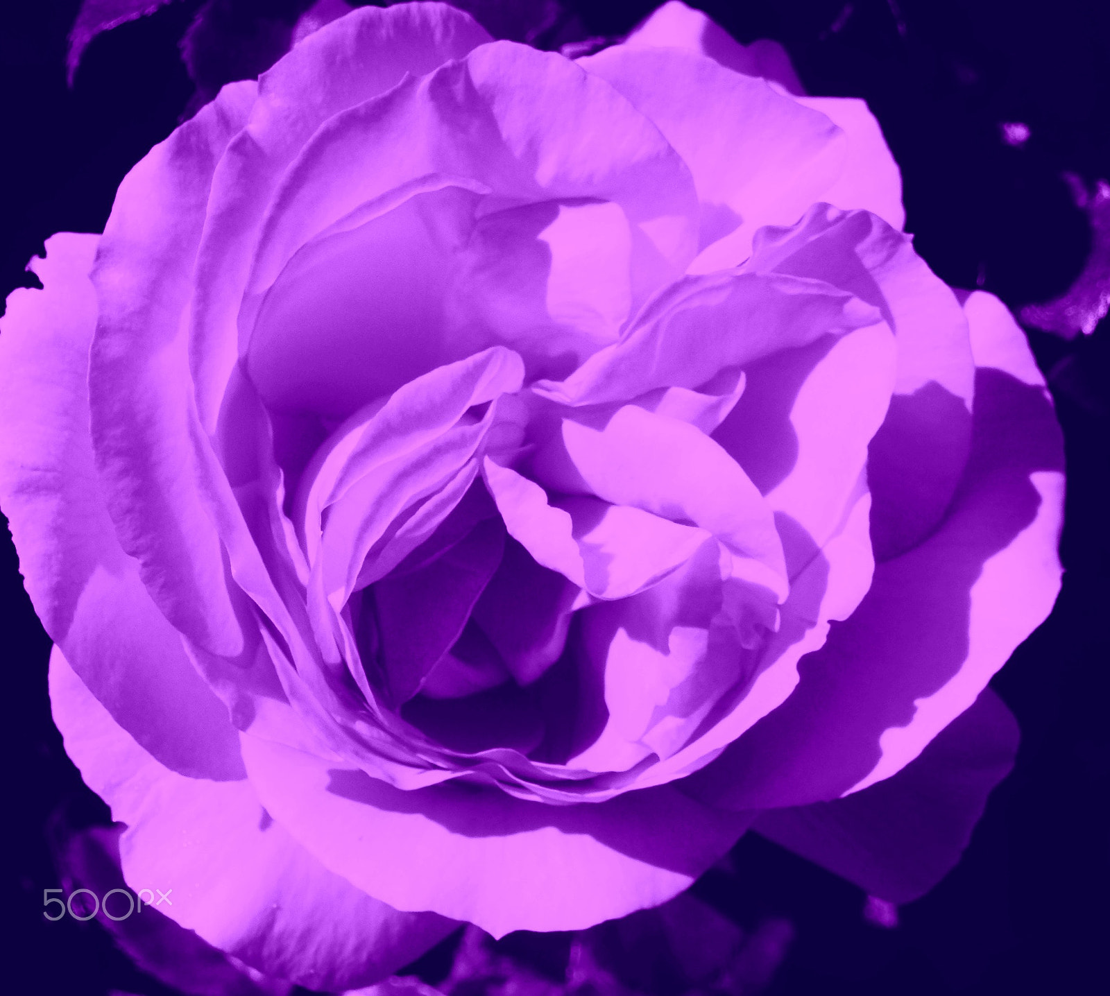 Olympus SZ-12 sample photo. Purple rose photography