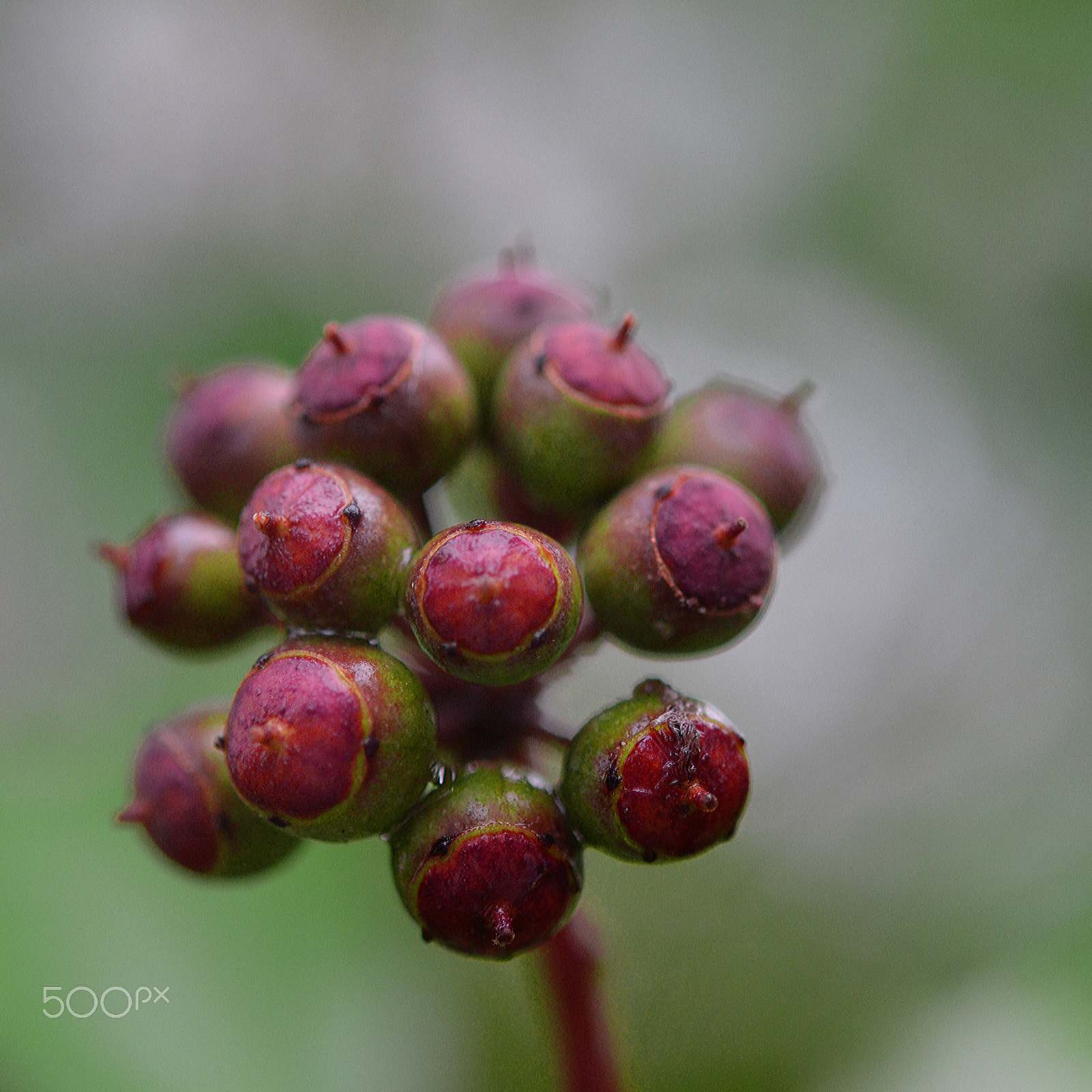 Nikon AF-S Micro-Nikkor 60mm F2.8G ED sample photo. Ivy seed head photography
