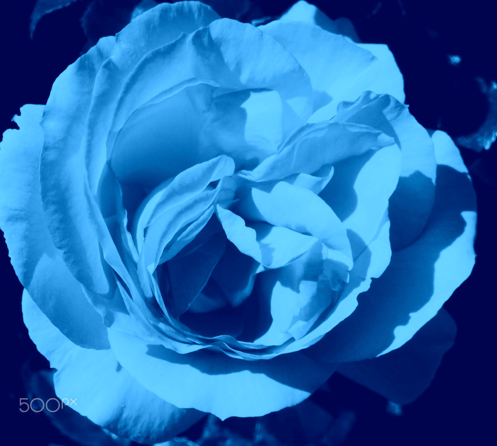 Olympus SZ-12 sample photo. Blue rose photography