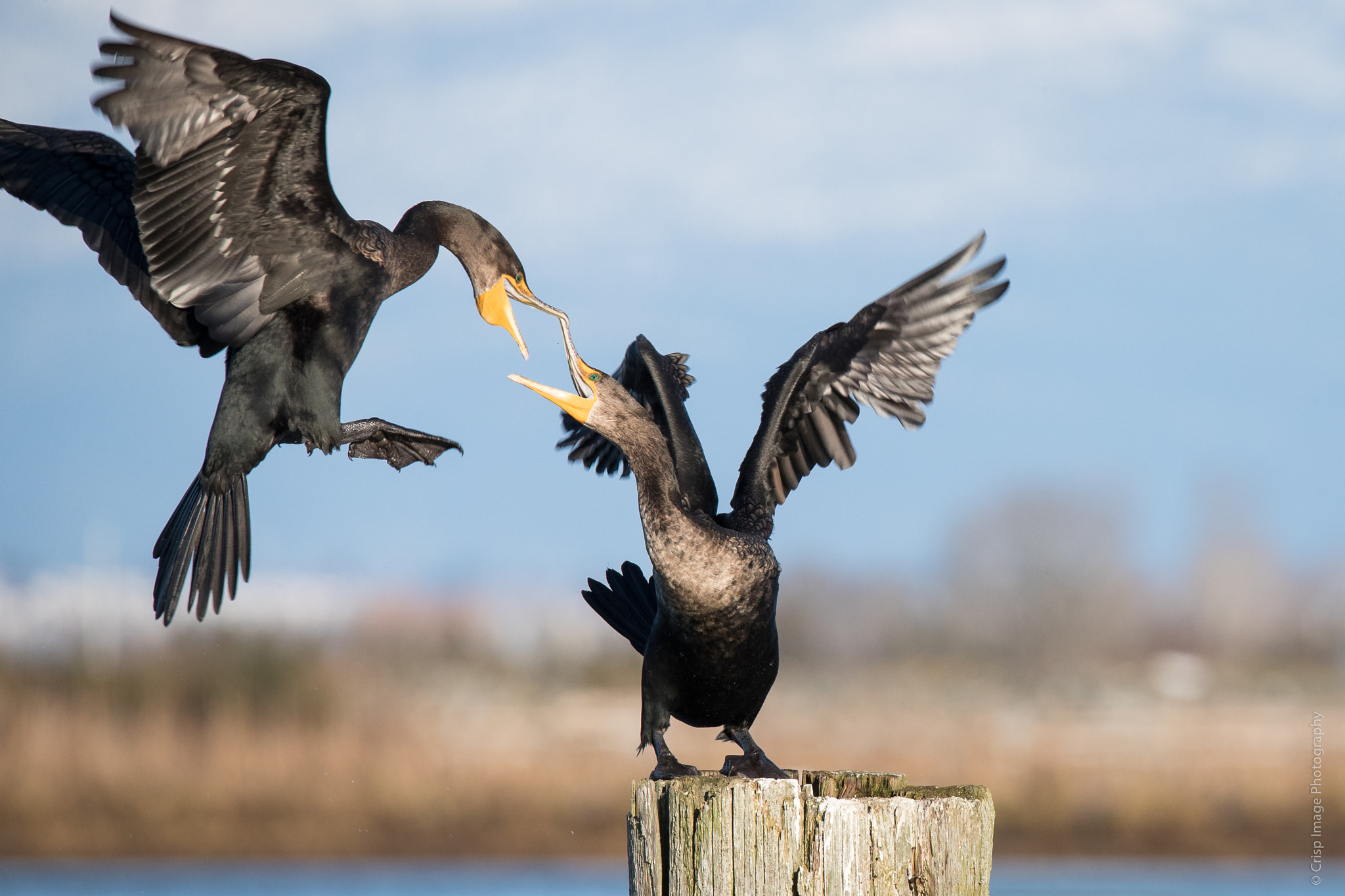 150-600mm F5-6.3 DG OS HSM | Sports 014 sample photo. Clash of the cormorants photography