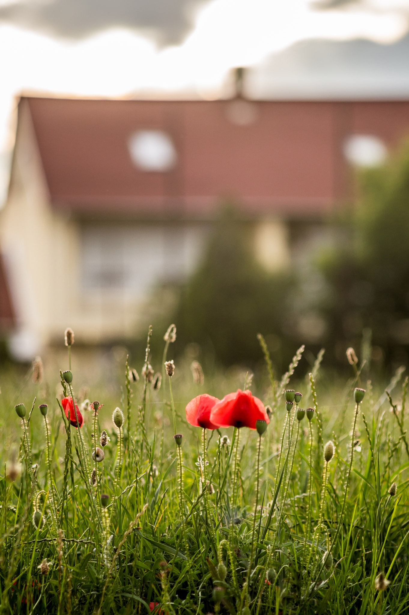 Nikon D3200 + AF Nikkor 70-210mm f/4-5.6 sample photo. Poppies photography