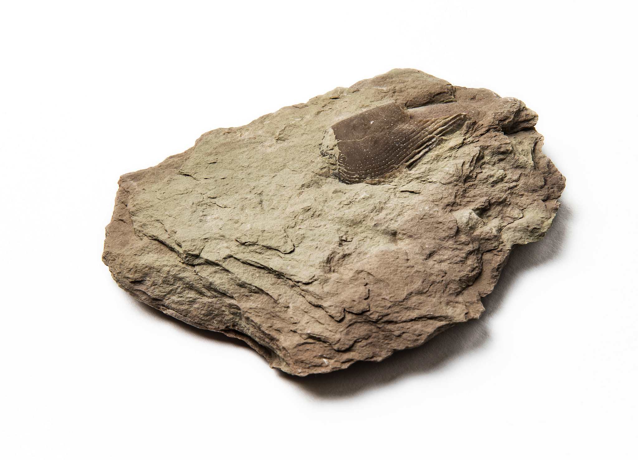 Nikon D5500 sample photo. Stone with fossils photography
