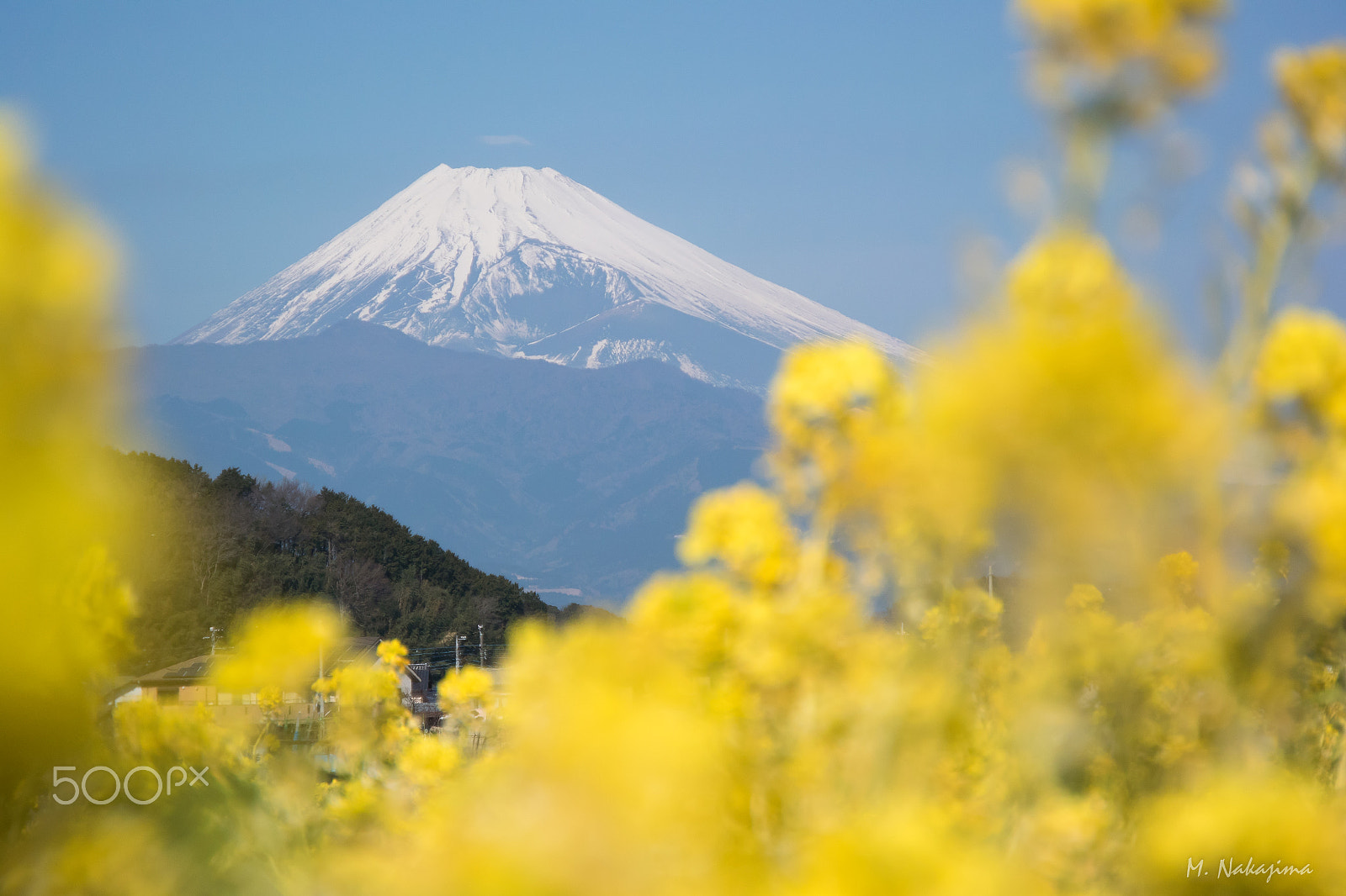 Nikon 1 V3 + 1 NIKKOR VR 10-100mm f/4-5.6 sample photo. Rape blossoms photography