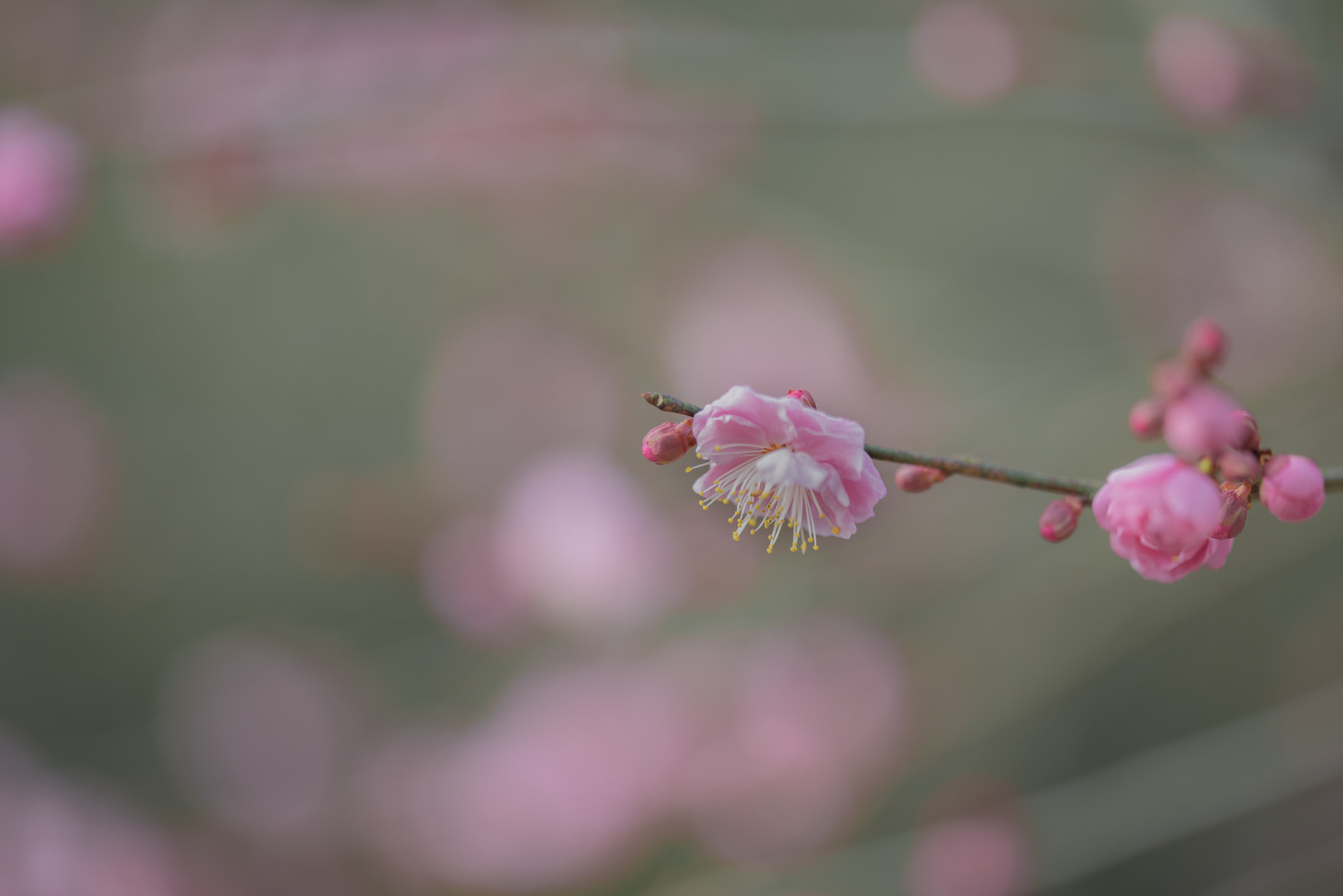 Sigma 150mm F2.8 EX DG OS Macro HSM sample photo. Plum blossom photography