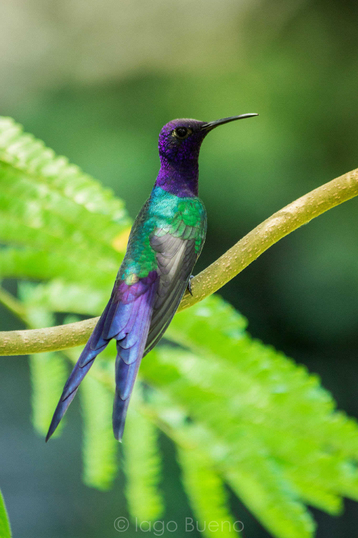Canon EF 70-300mm F4-5.6 IS USM sample photo. Swallow-tailed hummingbird (eupetomena macroura) photography
