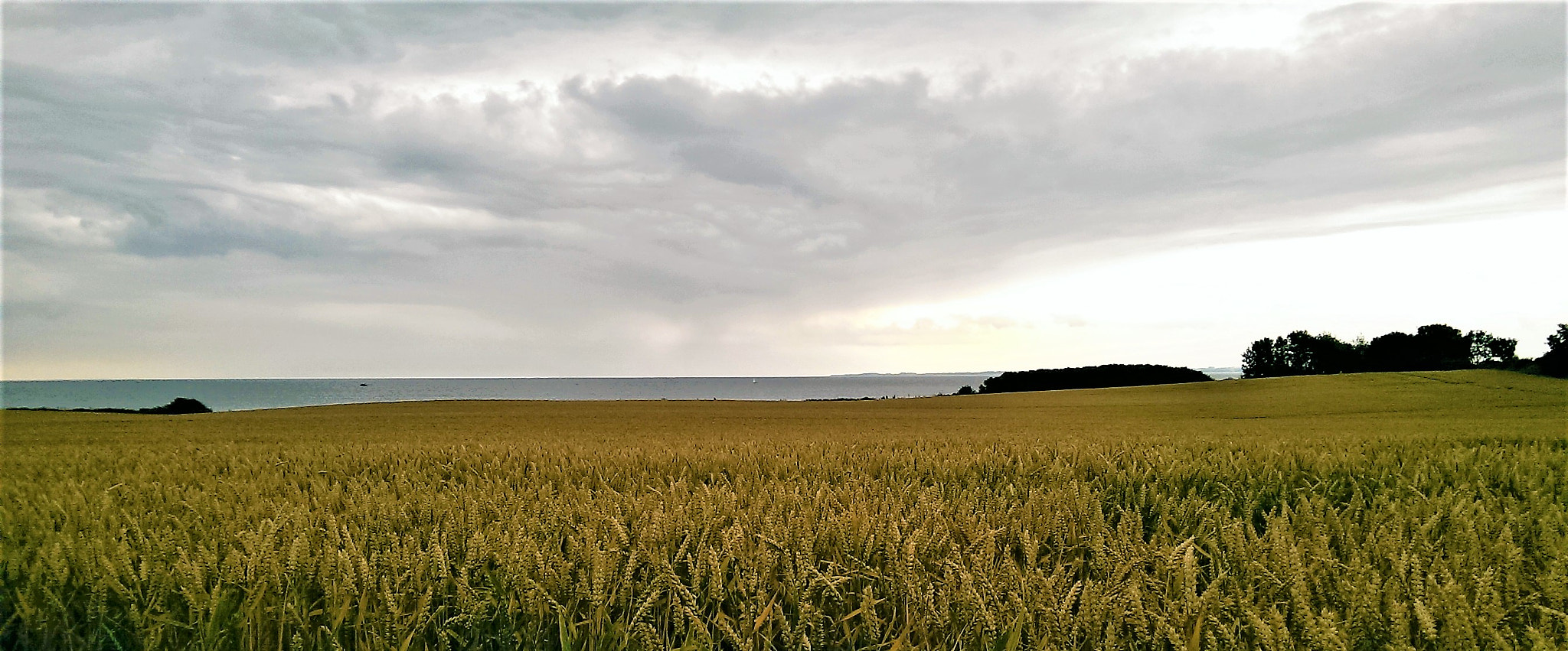 HTC ONE MINI sample photo. Rye in sweden photography