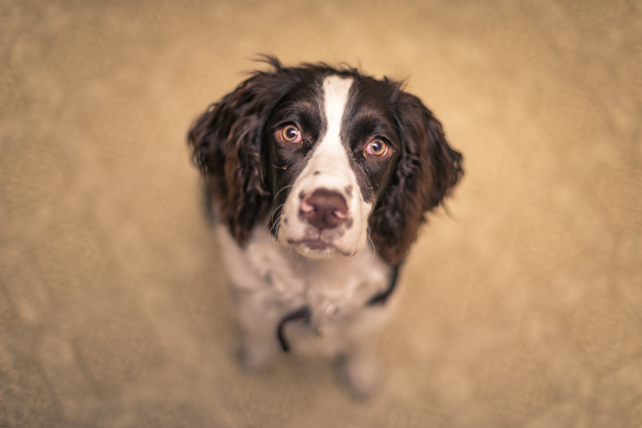 Nikon D800 + Nikon AF Nikkor 50mm F1.4D sample photo. Deep study photography