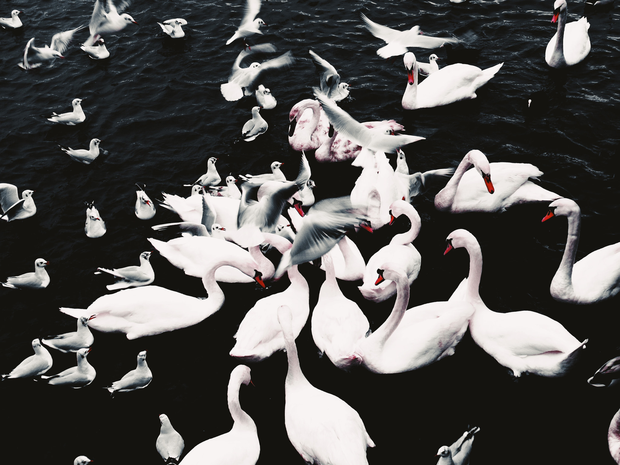 Pentax Q10 sample photo. Feeding frenzy photography
