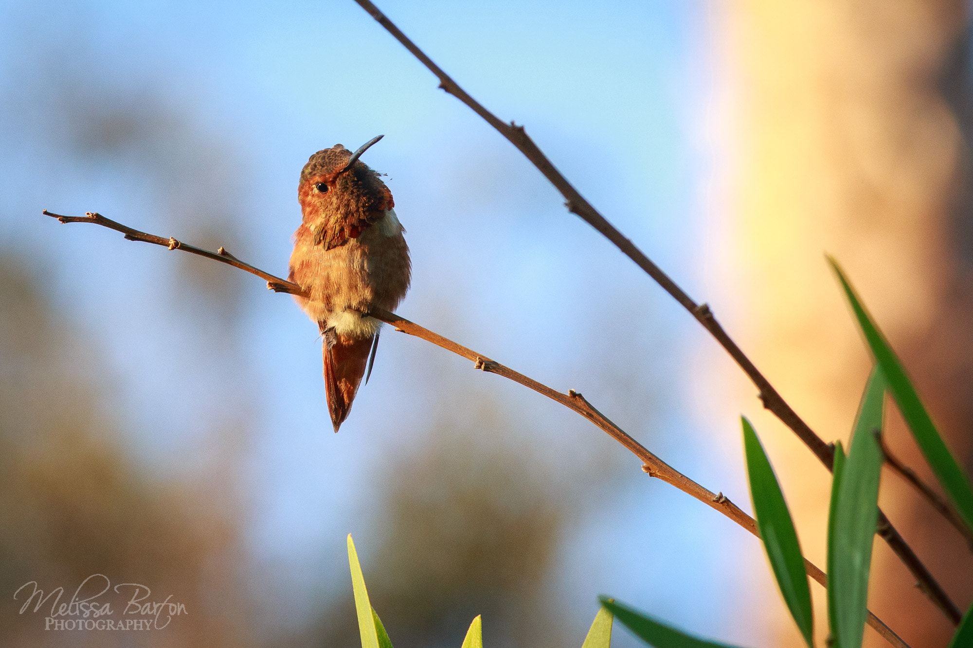 Canon EOS 6D + Canon EF 300mm F4L IS USM sample photo. Here's looking at you photography