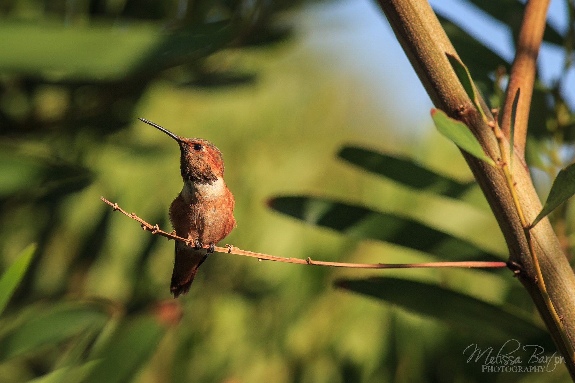 Canon EOS 6D + Canon EF 300mm F4L IS USM sample photo. Hummingbird photography