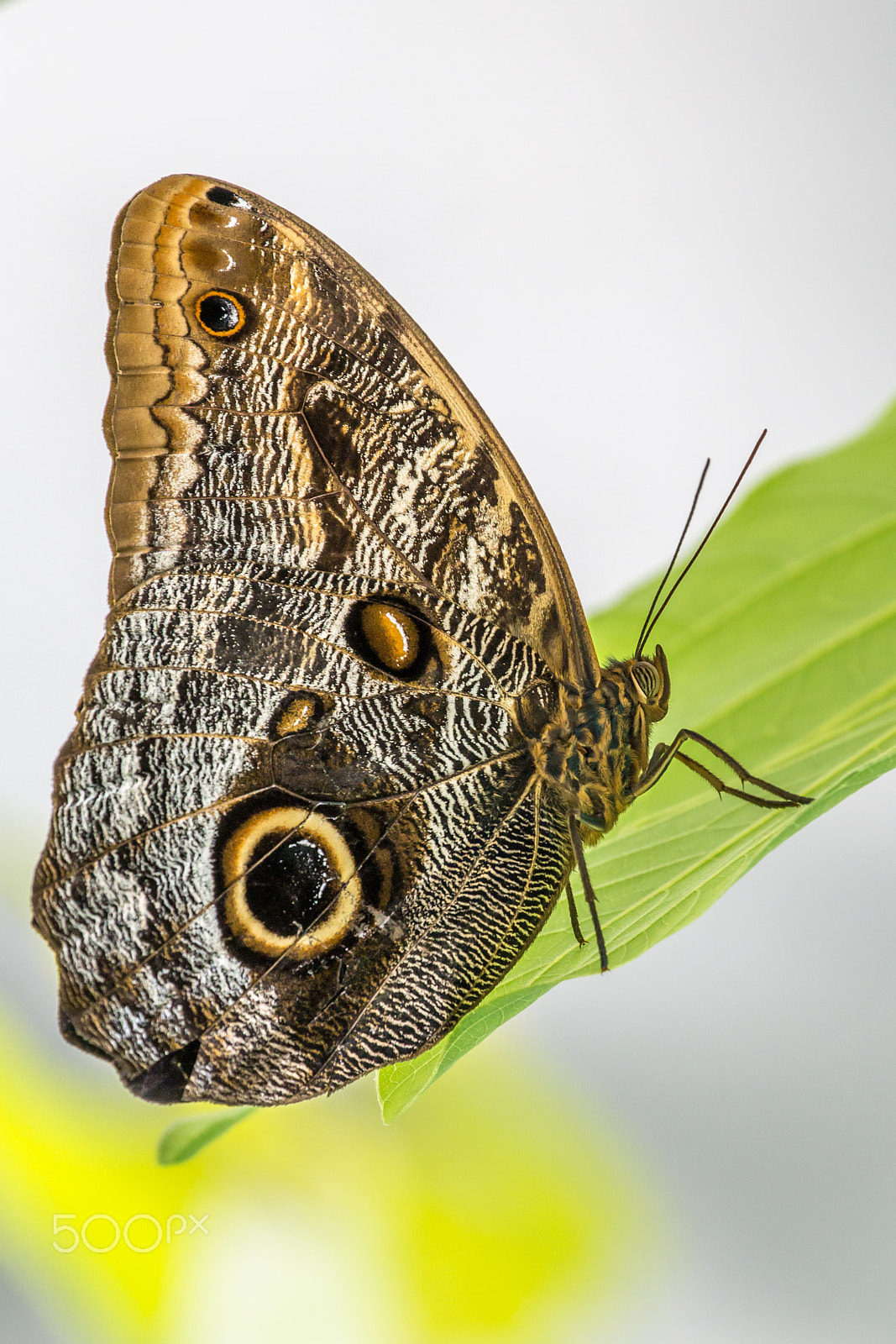 Canon EF 70-300mm F4-5.6L IS USM sample photo. Blue morpho butterfly photography