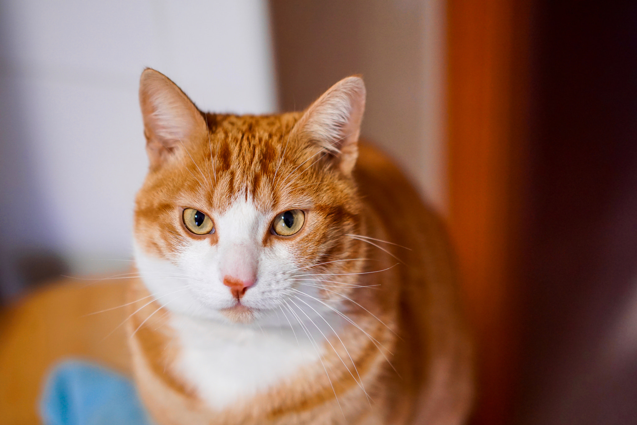 Sony a6000 + Sony Sonnar T* FE 55mm F1.8 ZA sample photo. Sony a6000 zeiss 55mm 1.8 photography