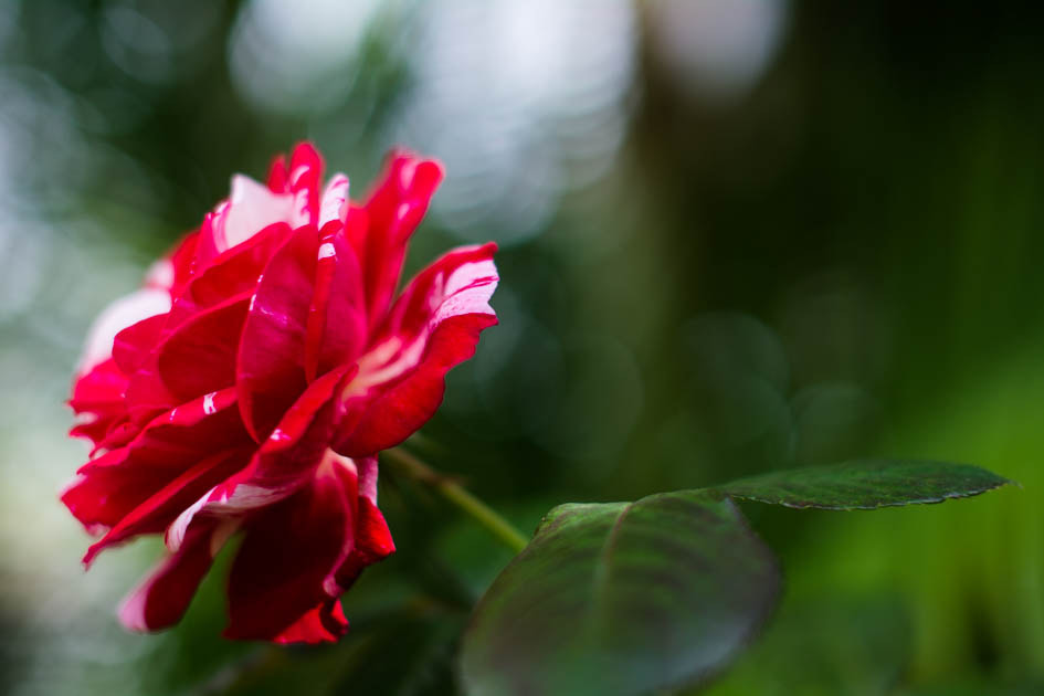 Nikon D7100 + Sigma 50mm F1.4 EX DG HSM sample photo. La locura del pintor..!! photography