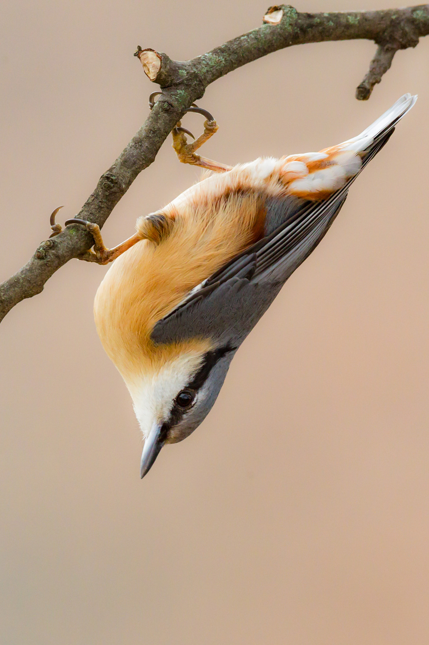 Canon EF 600mm f/4L IS sample photo. Eurasian nuthatch photography