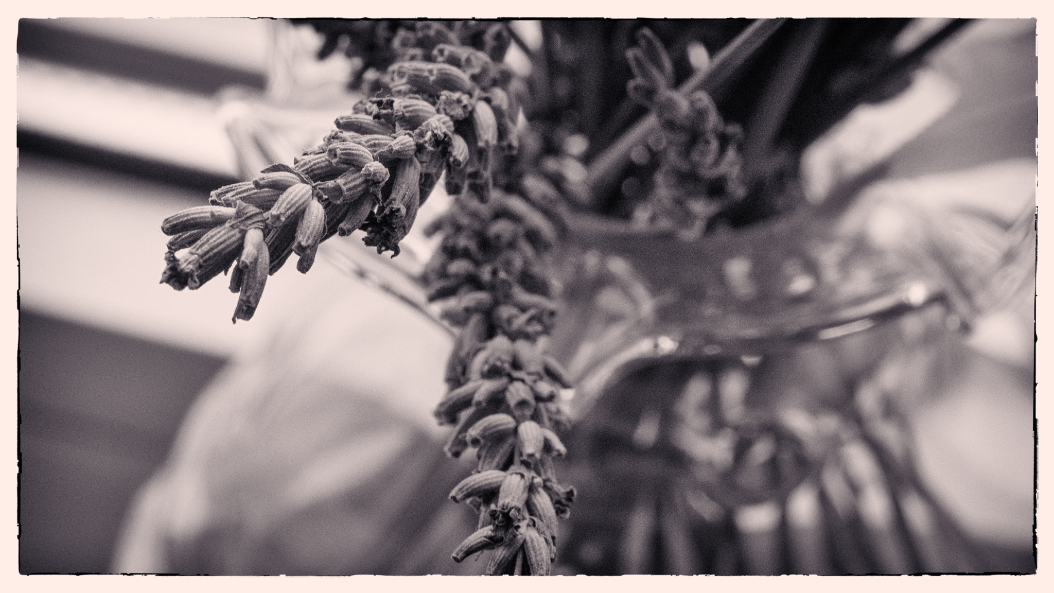 Olympus M.Zuiko Digital ED 60mm F2.8 Macro sample photo. Lavender photography