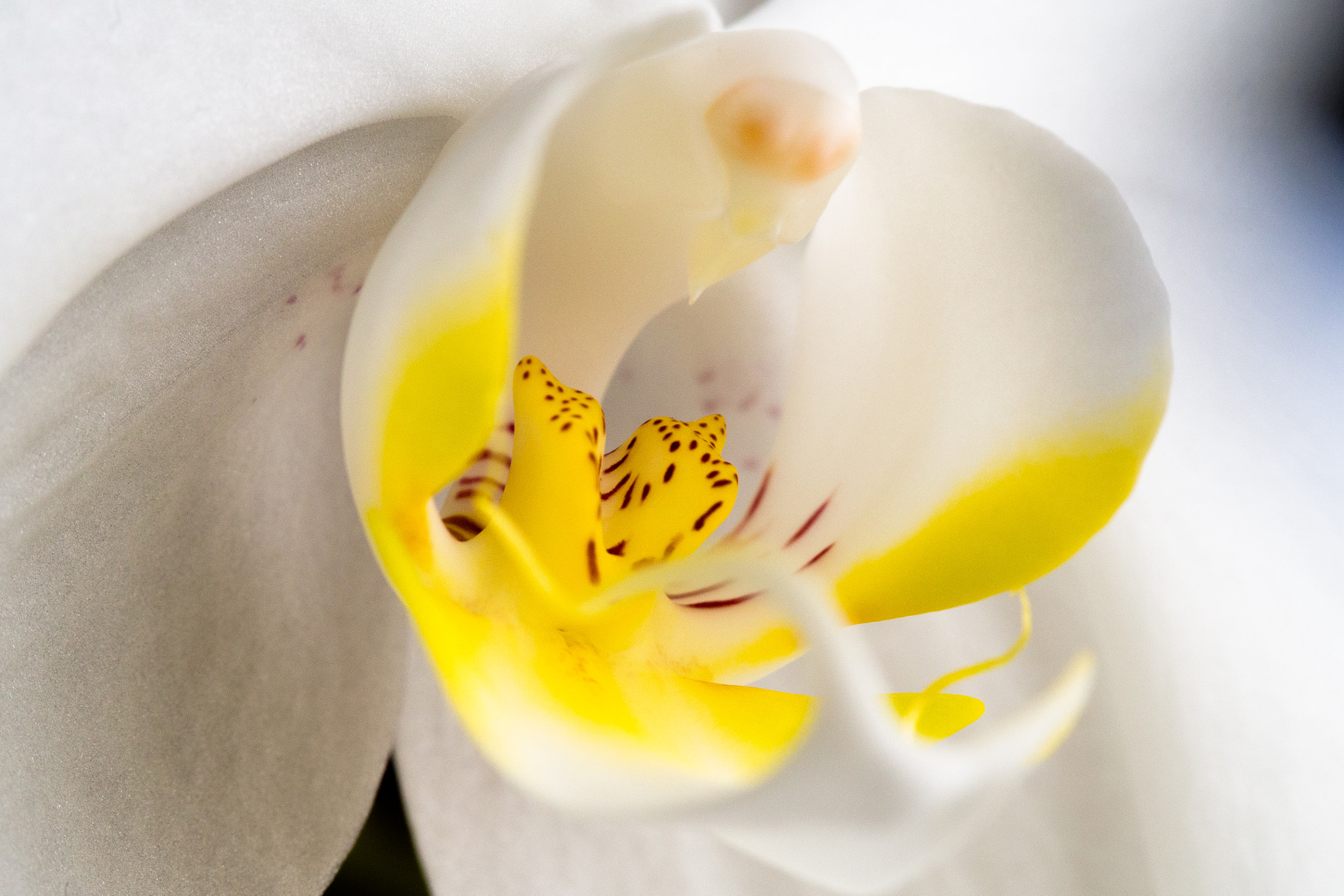 Olympus OM-D E-M5 sample photo. Orchid photography