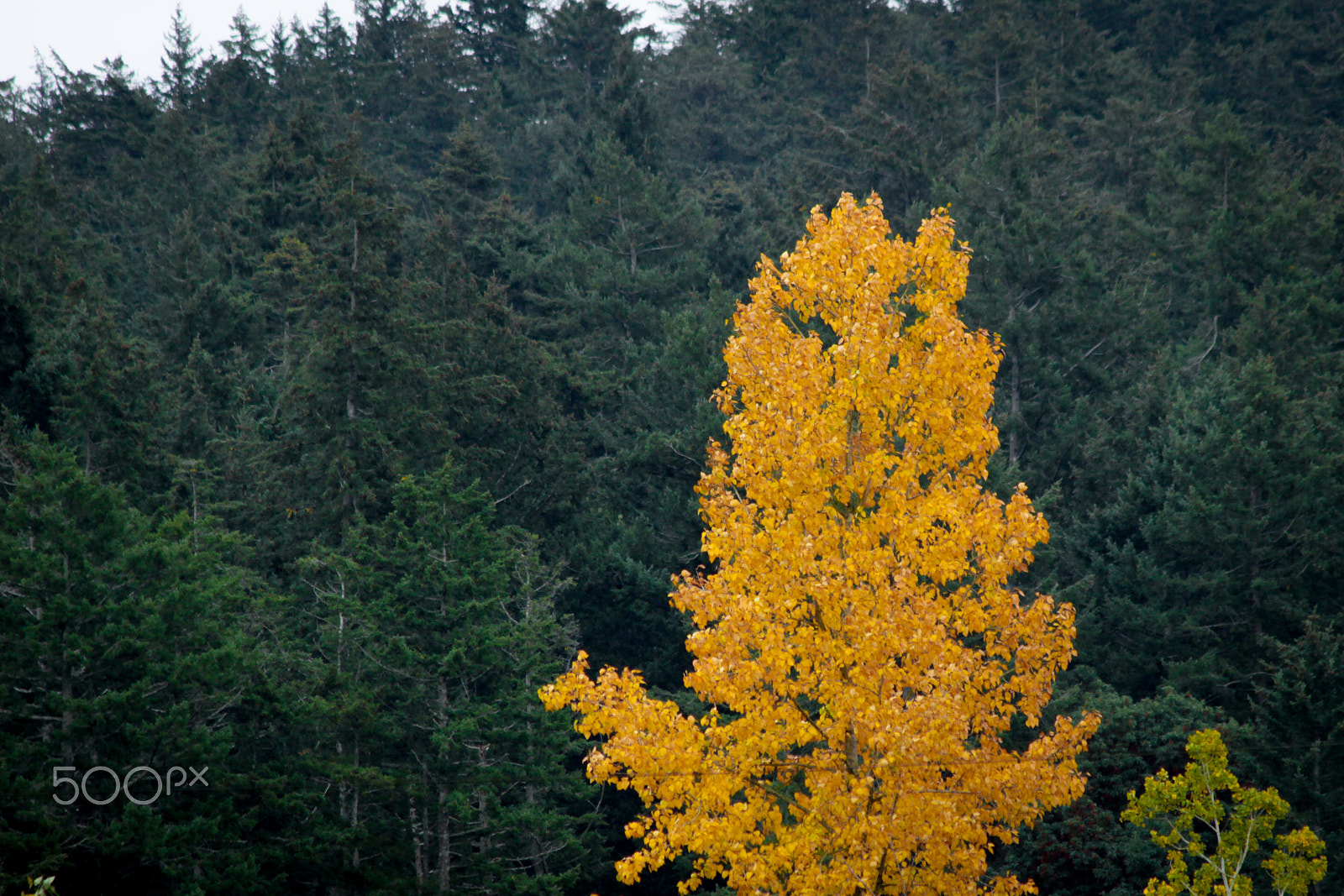 Canon EF 75-300mm F4.0-5.6 IS USM sample photo. 20161030-047.jpg photography