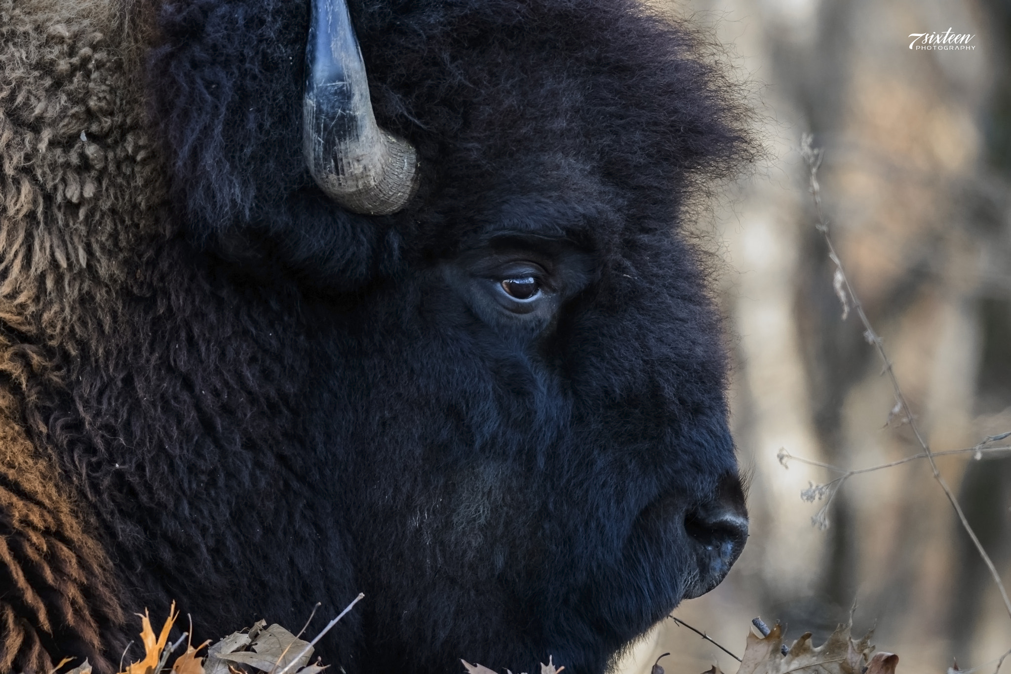 Nikon D500 + Nikon AF-S Nikkor 300mm F4D ED-IF sample photo. American bison photography