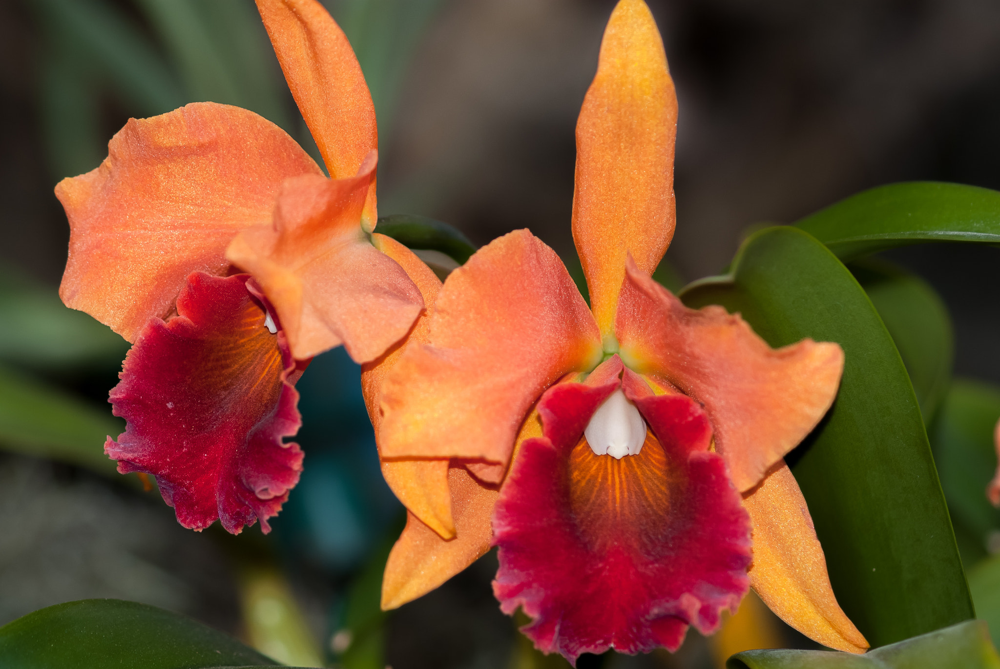 Sony 100mm F2.8 Macro sample photo. Orchid photography