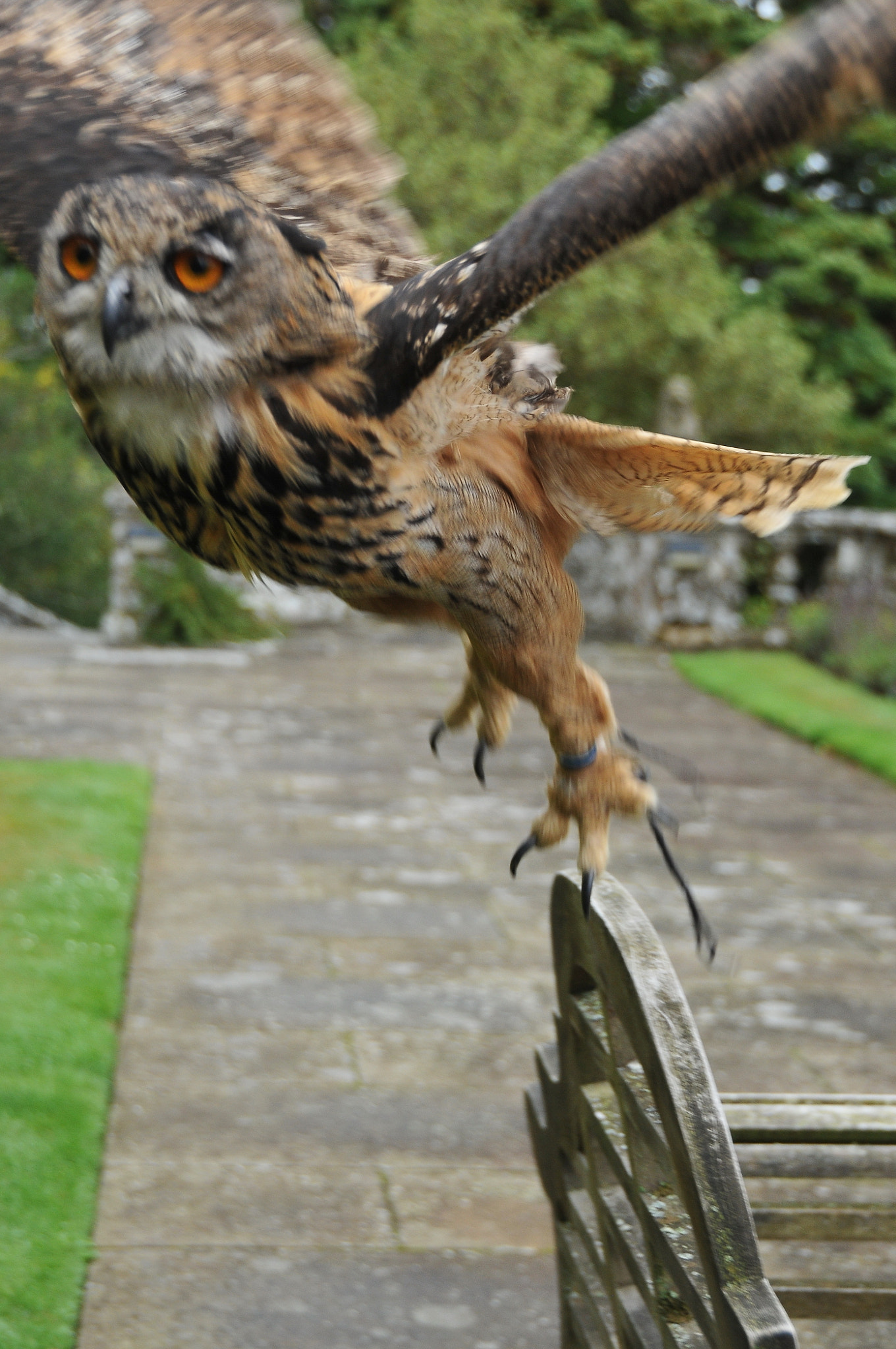 Nikon D300S sample photo. "come, on wings of joy we’ll fly" photography