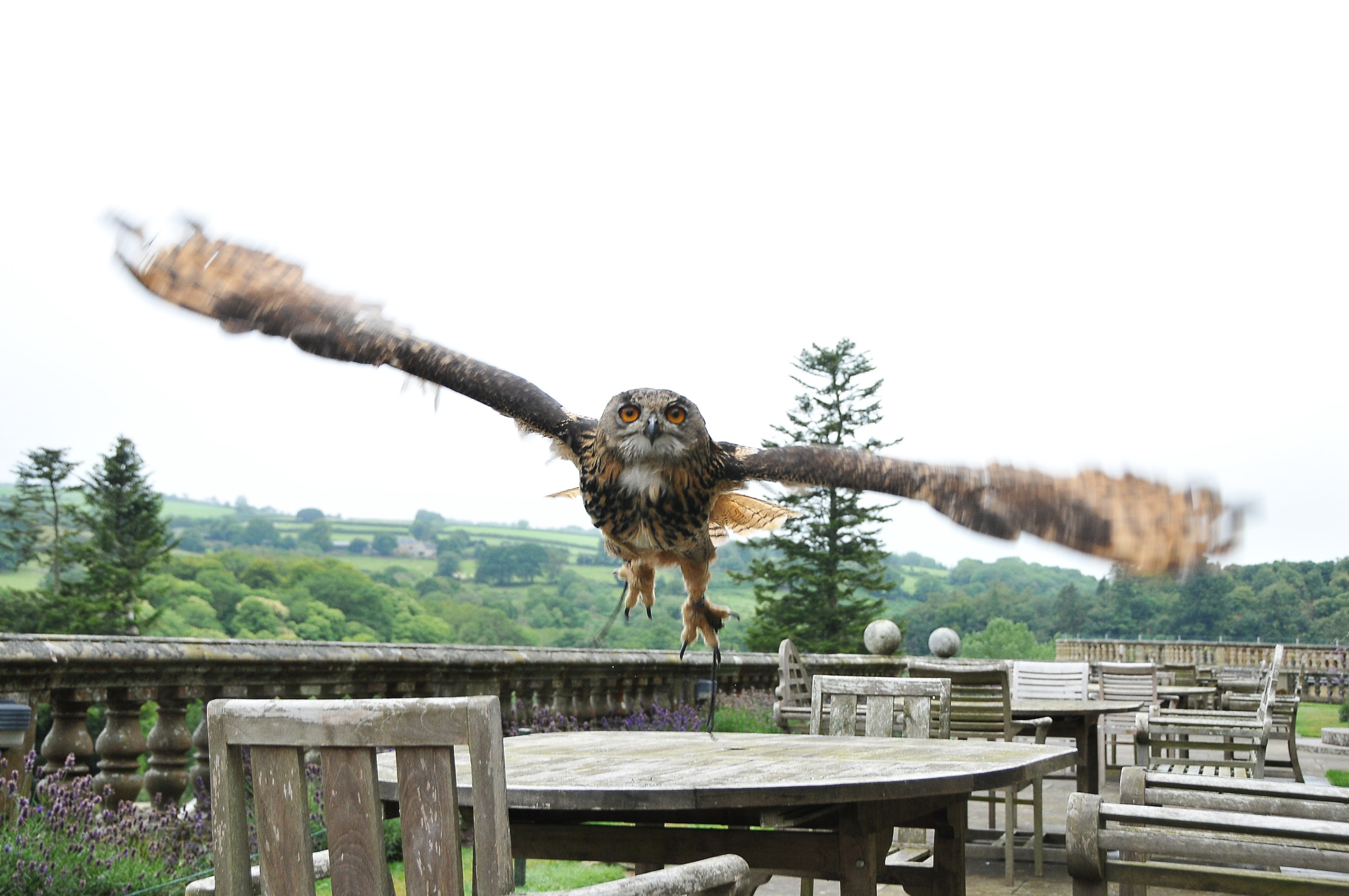 Nikon D300S sample photo. "come, on wings of joy we’ll fly" photography