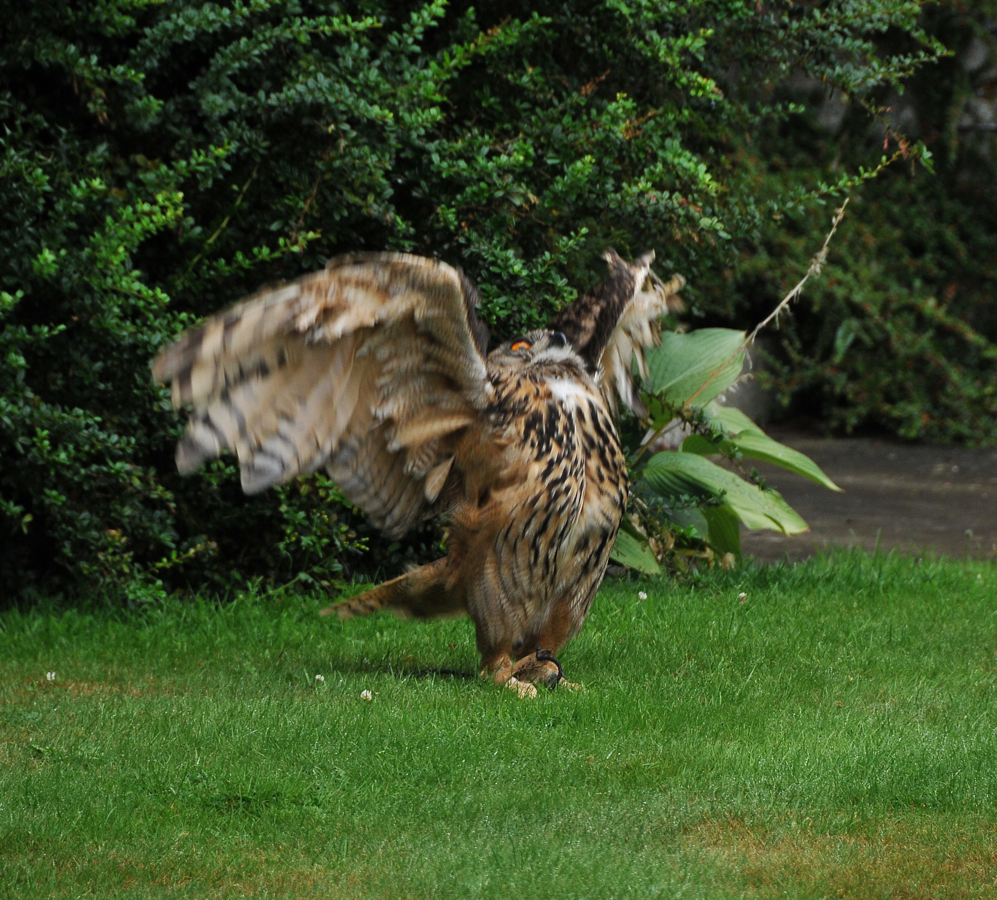 Nikon D300S sample photo. "come, on wings of joy we’ll fly" photography