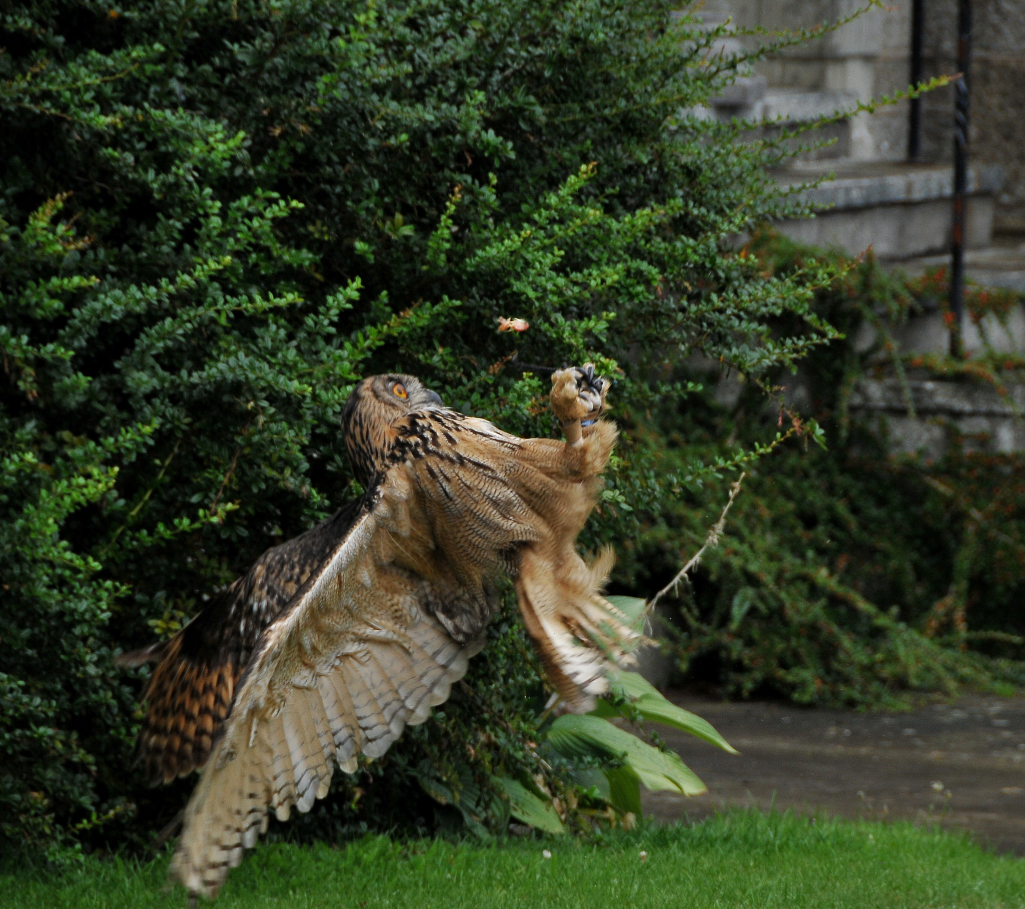 Nikon D300S sample photo. "come, on wings of joy we’ll fly" photography