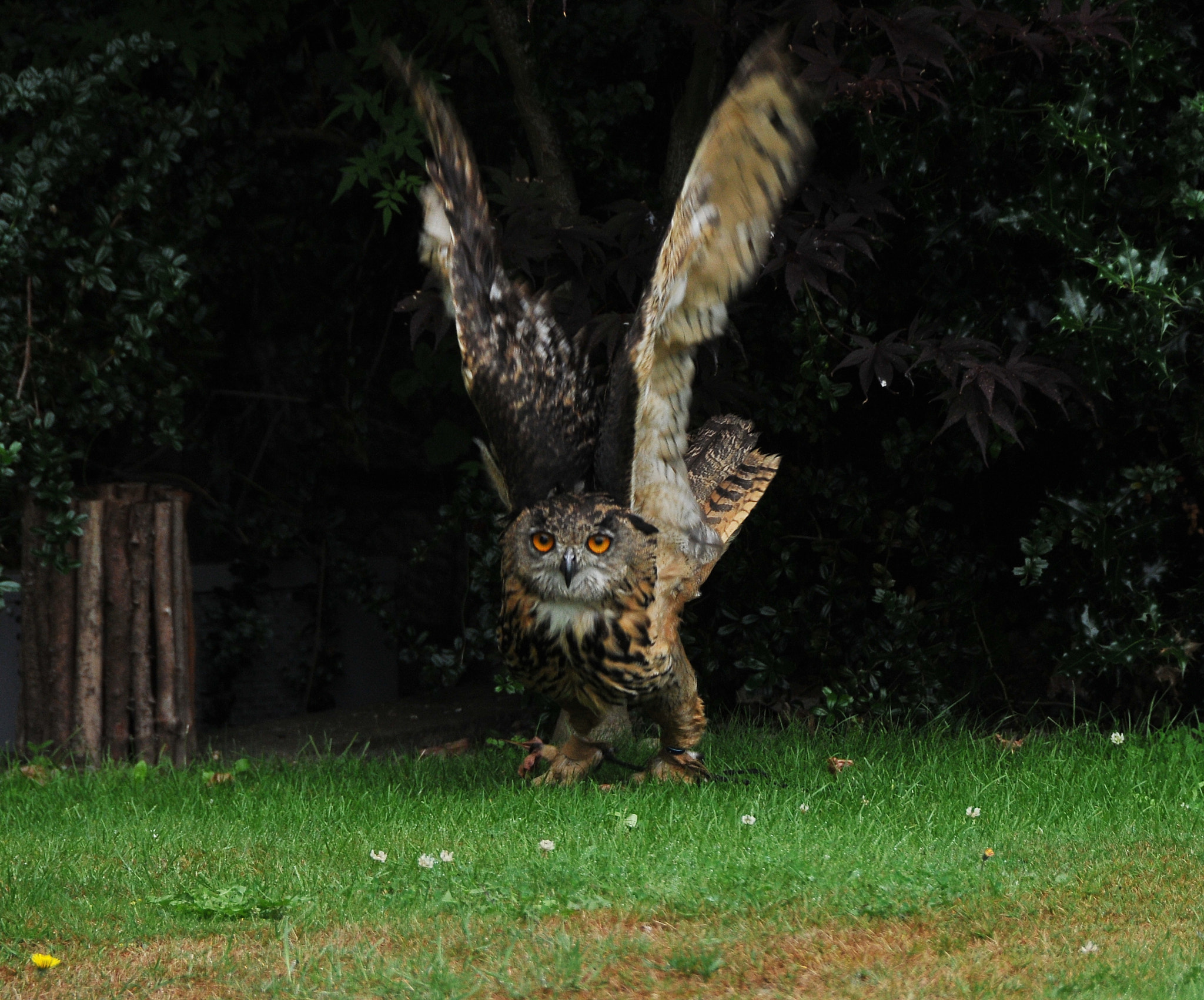Nikon D300S sample photo. "come, on wings of joy we’ll fly" photography
