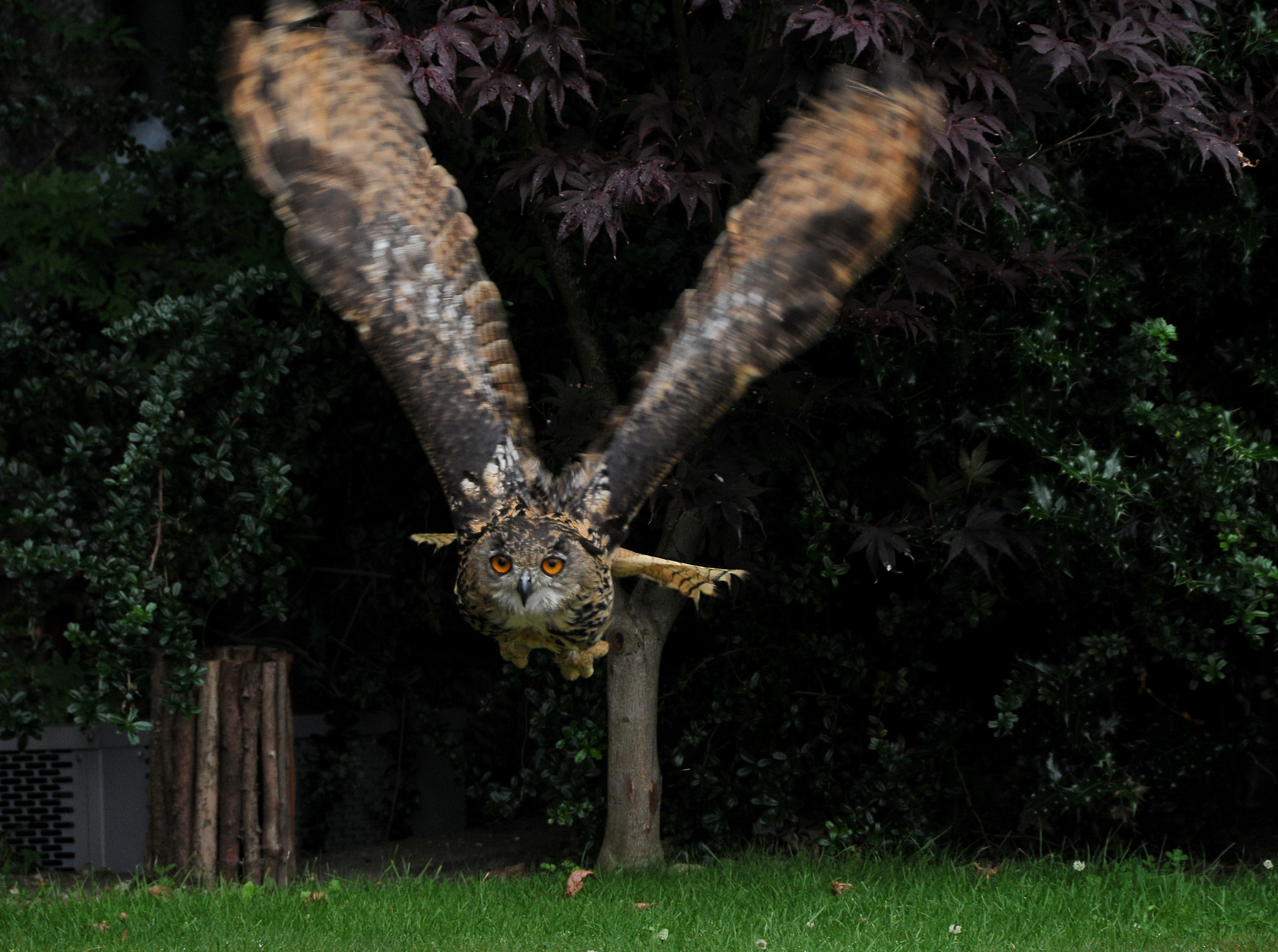 Nikon D300S sample photo. "come, on wings of joy we’ll fly" photography