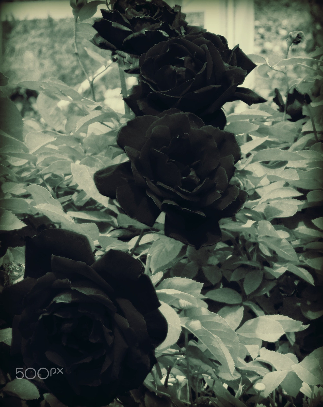 Olympus SZ-12 sample photo. Bed of roses photography