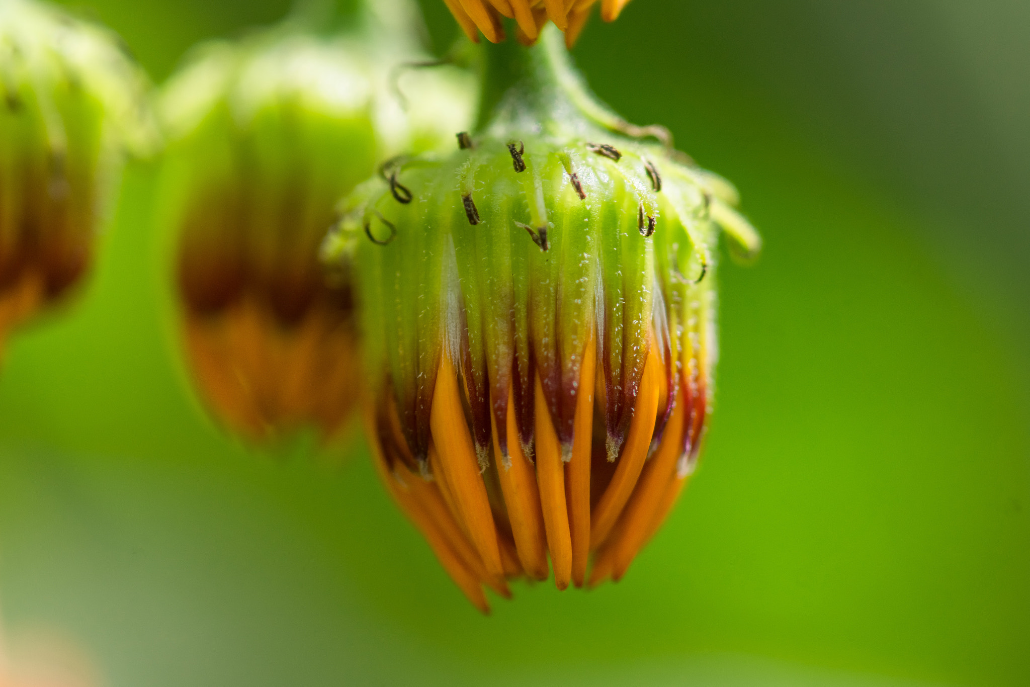 Sony SLT-A77 + Sony 100mm F2.8 Macro sample photo. Flor photography