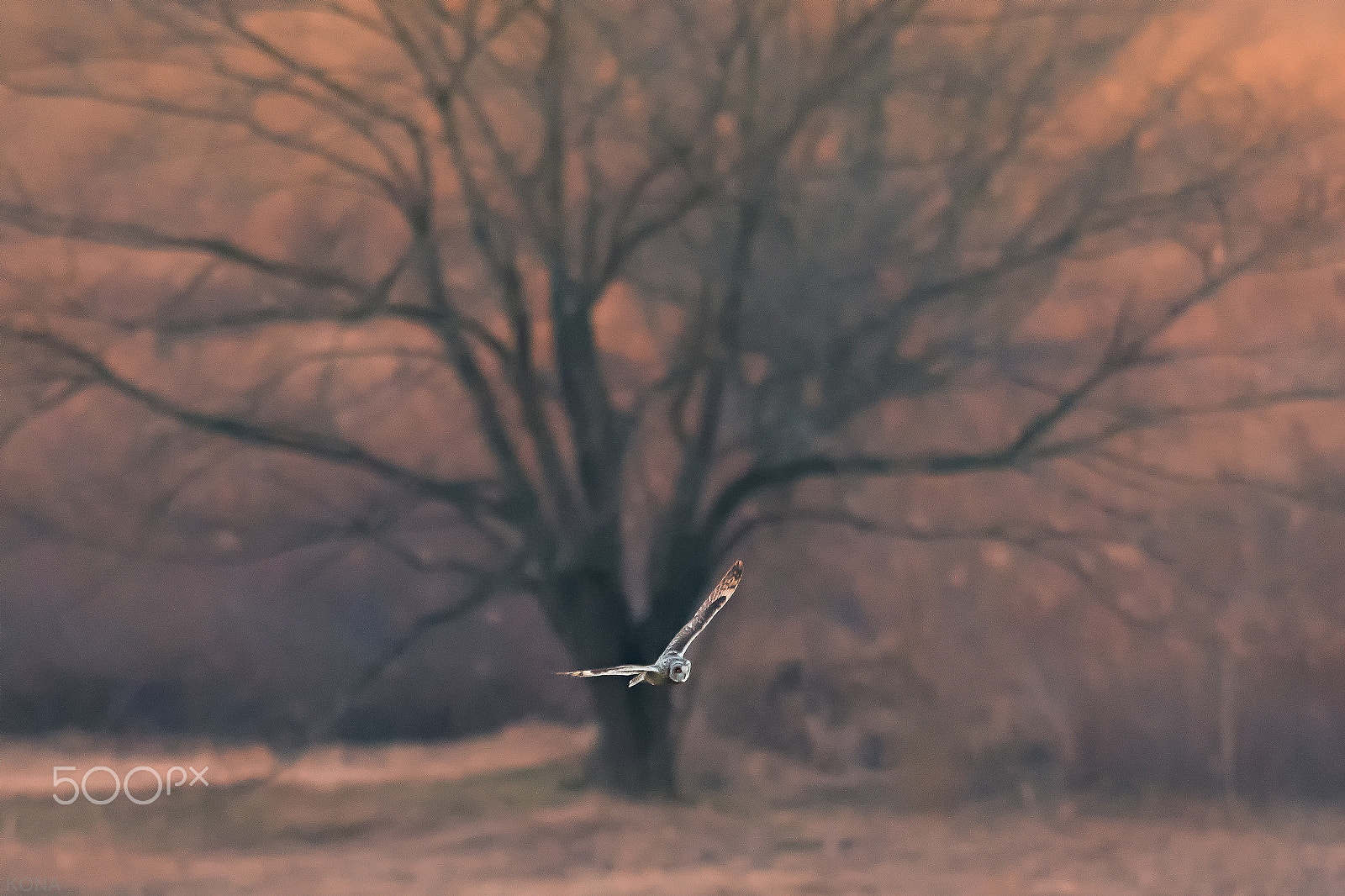Nikon AF-S Nikkor 400mm F2.8G ED VR II sample photo. Komimi photography