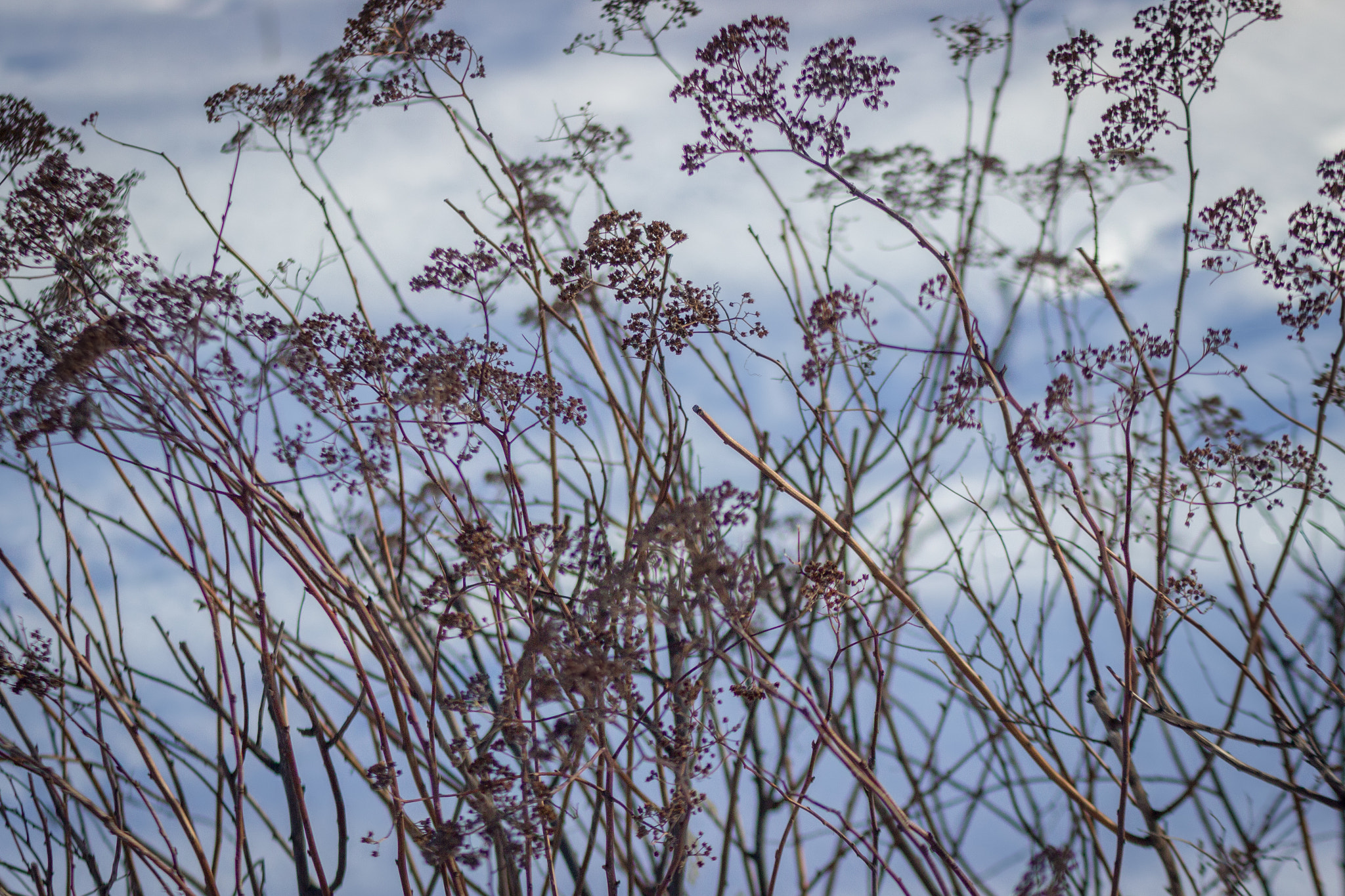 Canon EOS 600D (Rebel EOS T3i / EOS Kiss X5) sample photo. Winter flowers.dng photography