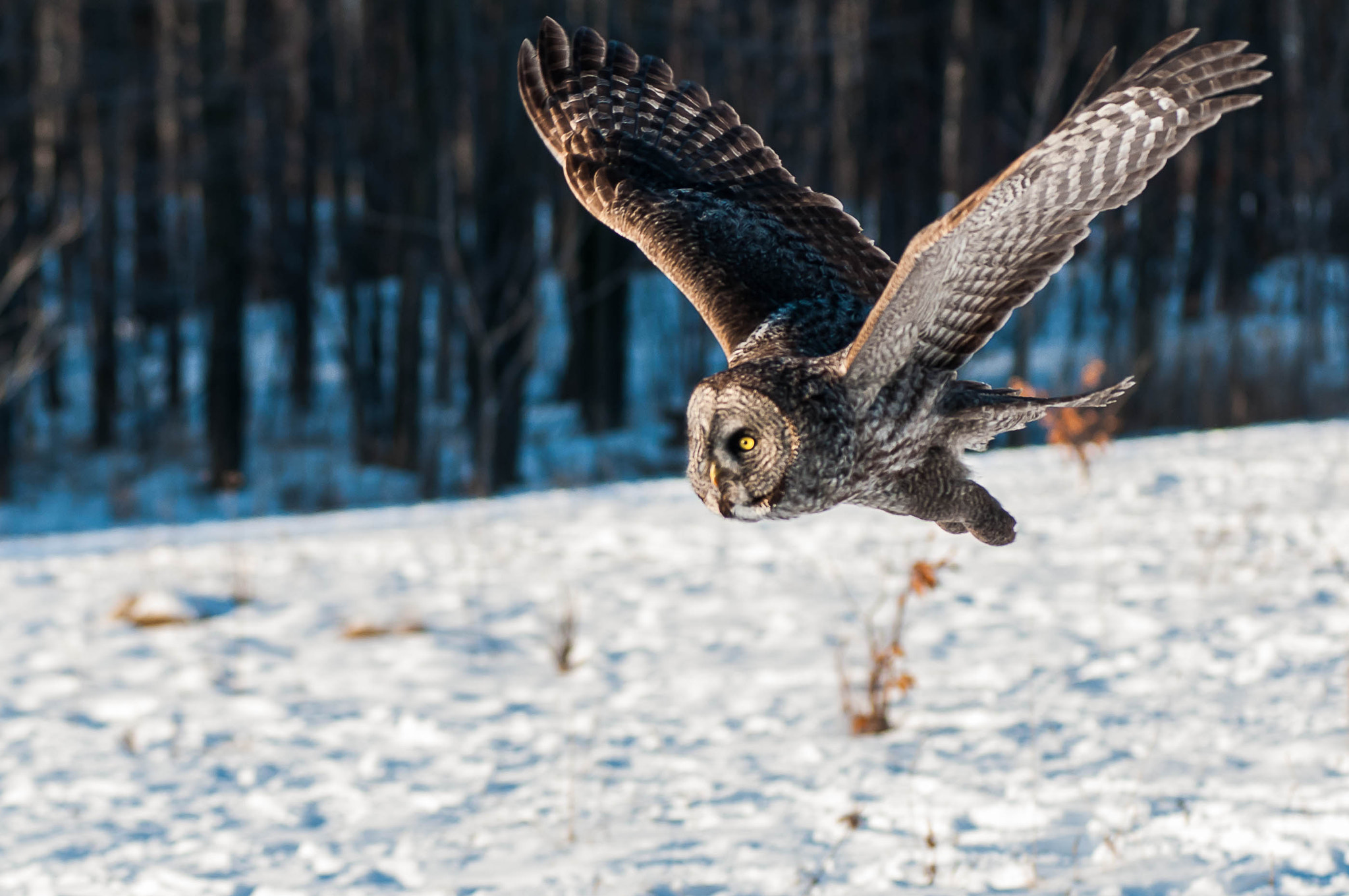 AF Zoom-Nikkor 80-200mm f/2.8 ED sample photo. Great grey owl photography