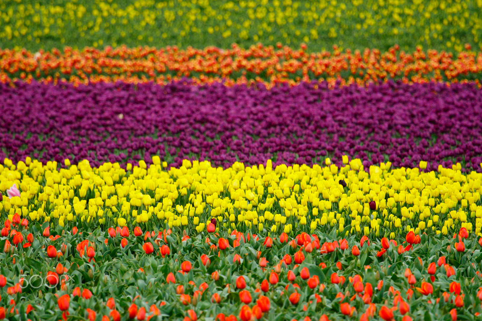 Canon EF 100-400mm F4.5-5.6L IS USM sample photo. Field of tulpis photography