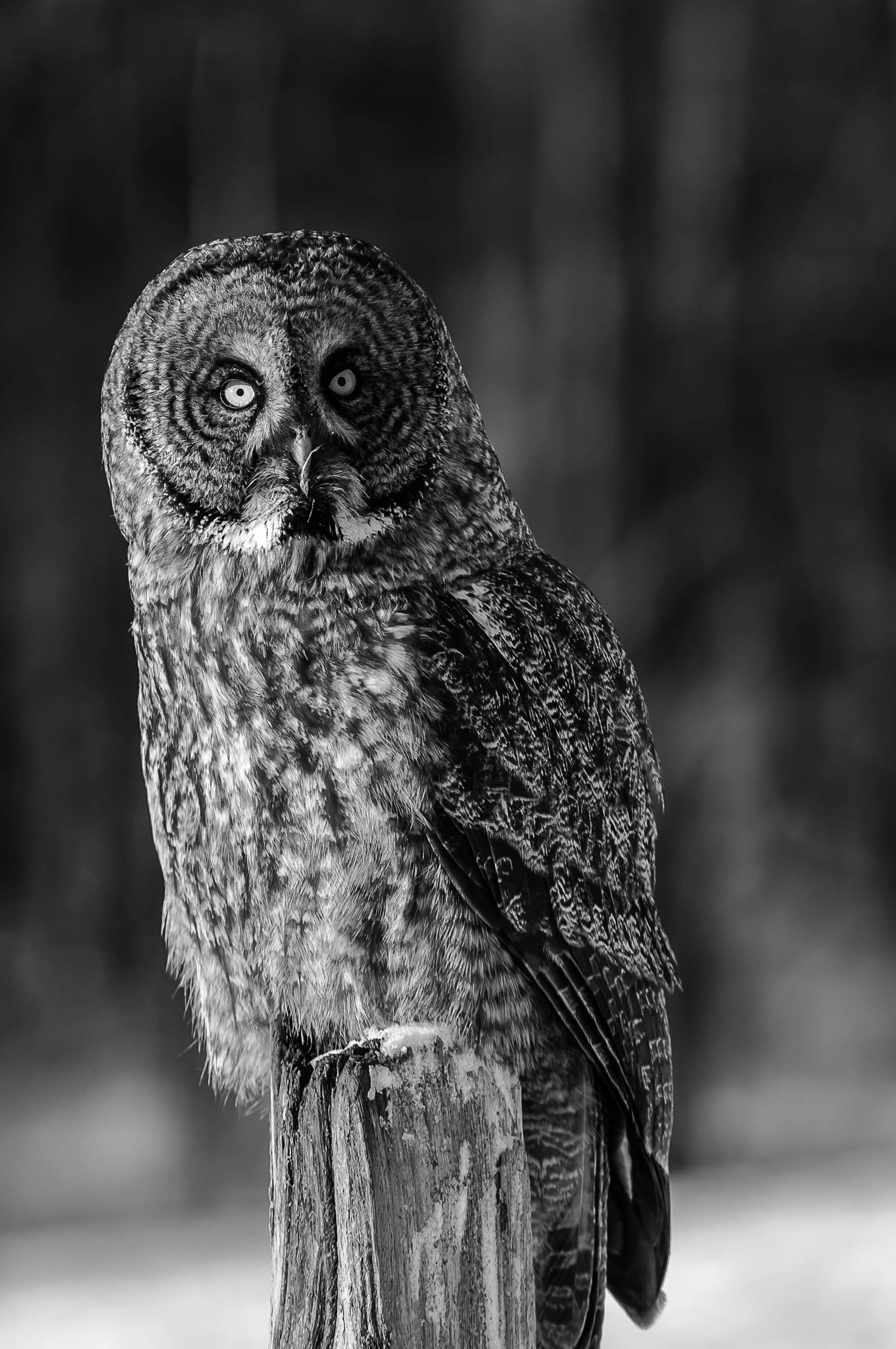 AF Zoom-Nikkor 80-200mm f/2.8 ED sample photo. Great grey owl photography