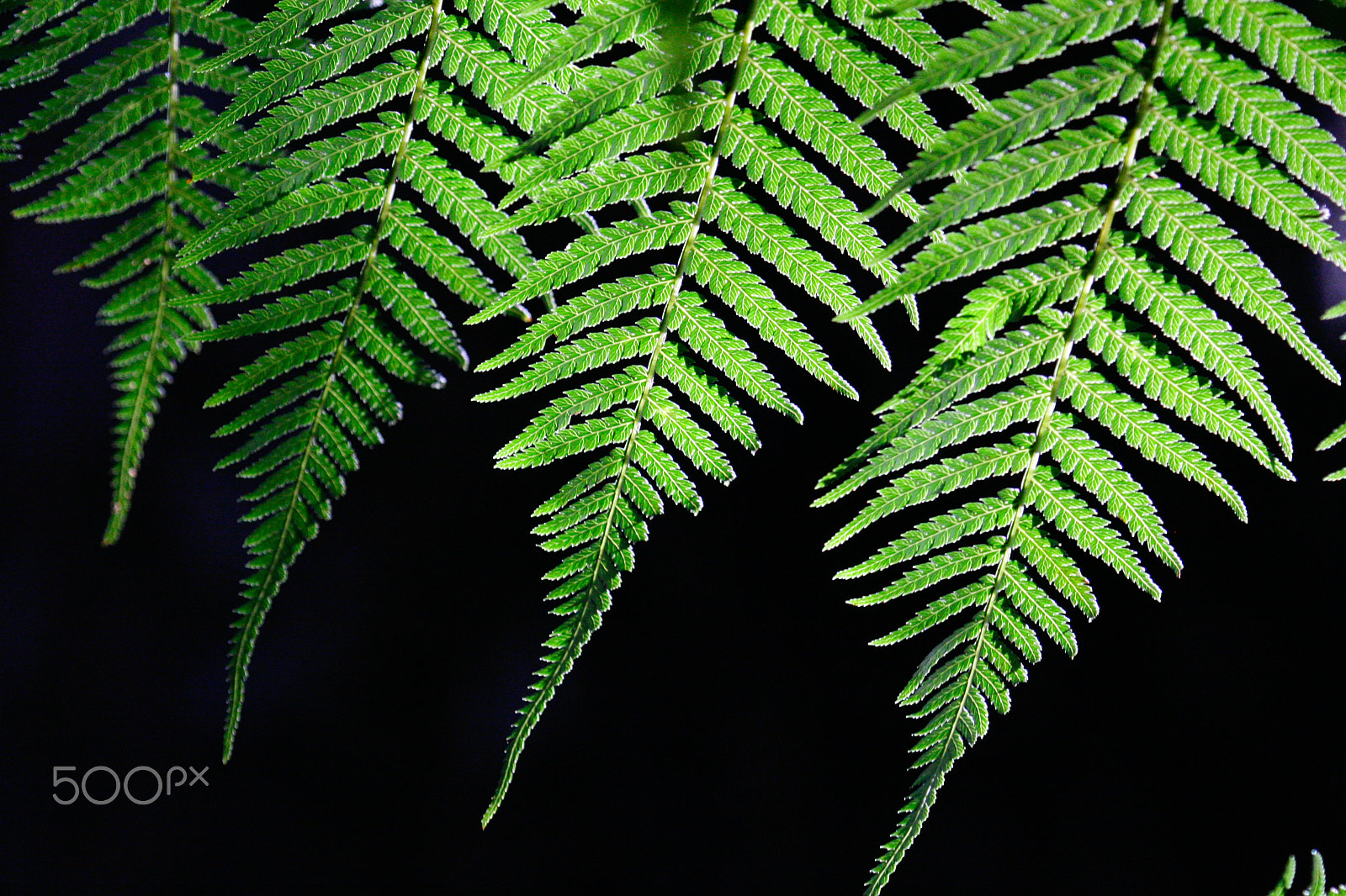 Canon EF 100-400mm F4.5-5.6L IS USM sample photo. Fern photography