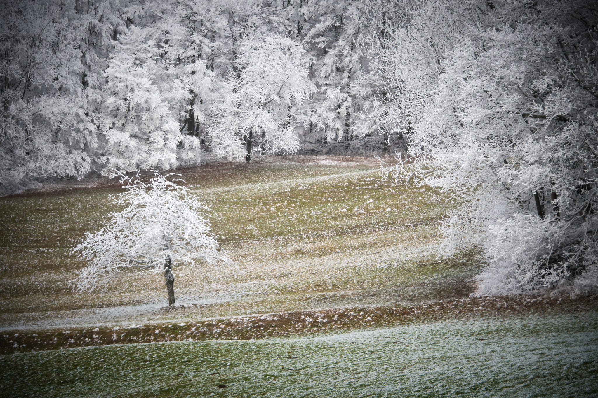 Nikon D5 sample photo. 1 tree field photography