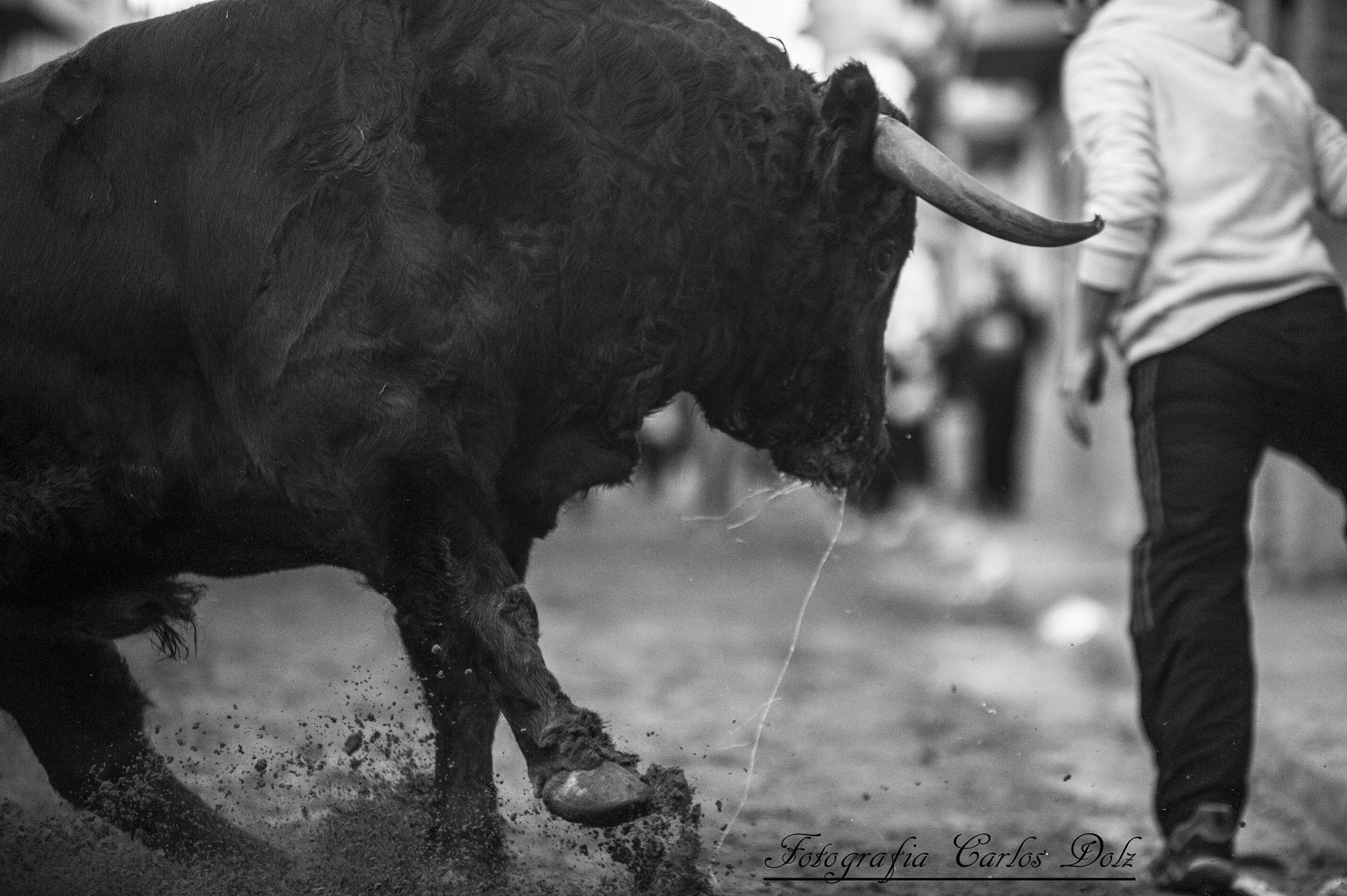 Sigma 70-200mm F2.8 EX DG OS HSM sample photo. Cultura de bou photography
