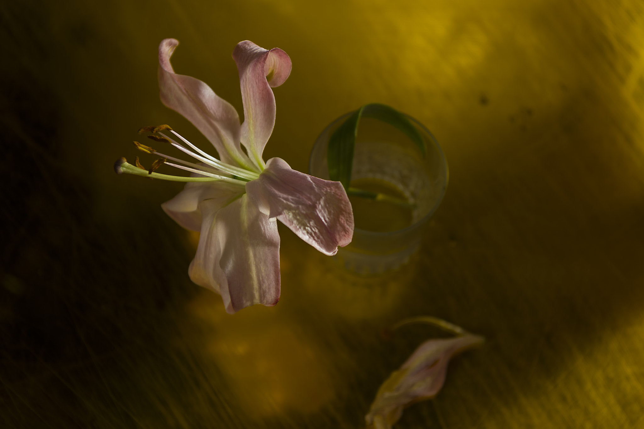 Nikon AF-S Nikkor 24-70mm F2.8E ED VR sample photo. Flor photography