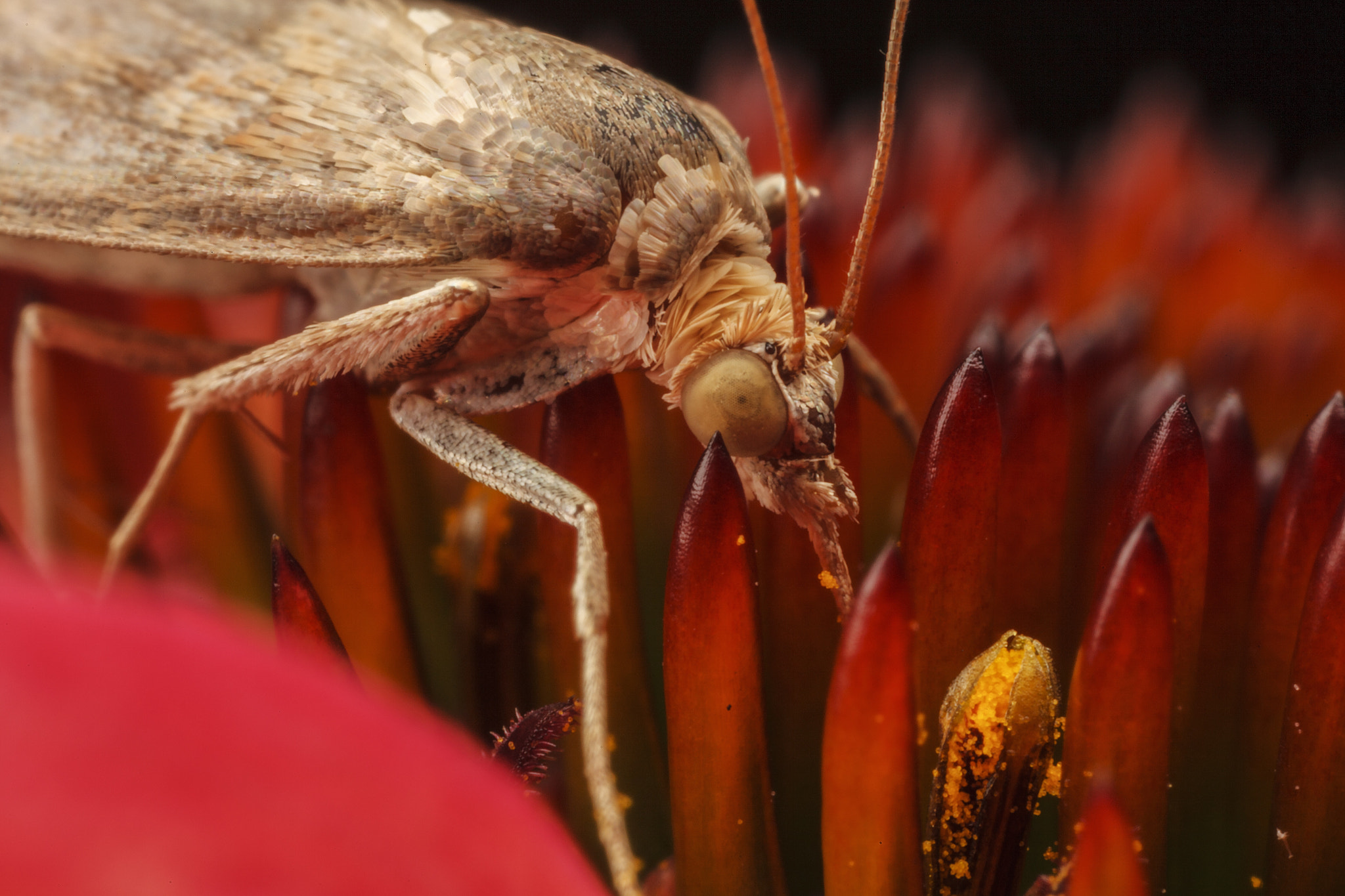 Canon EOS 5D Mark II + Canon MP-E 65mm F2.5 1-5x Macro Photo sample photo. Moth on coneflower photography