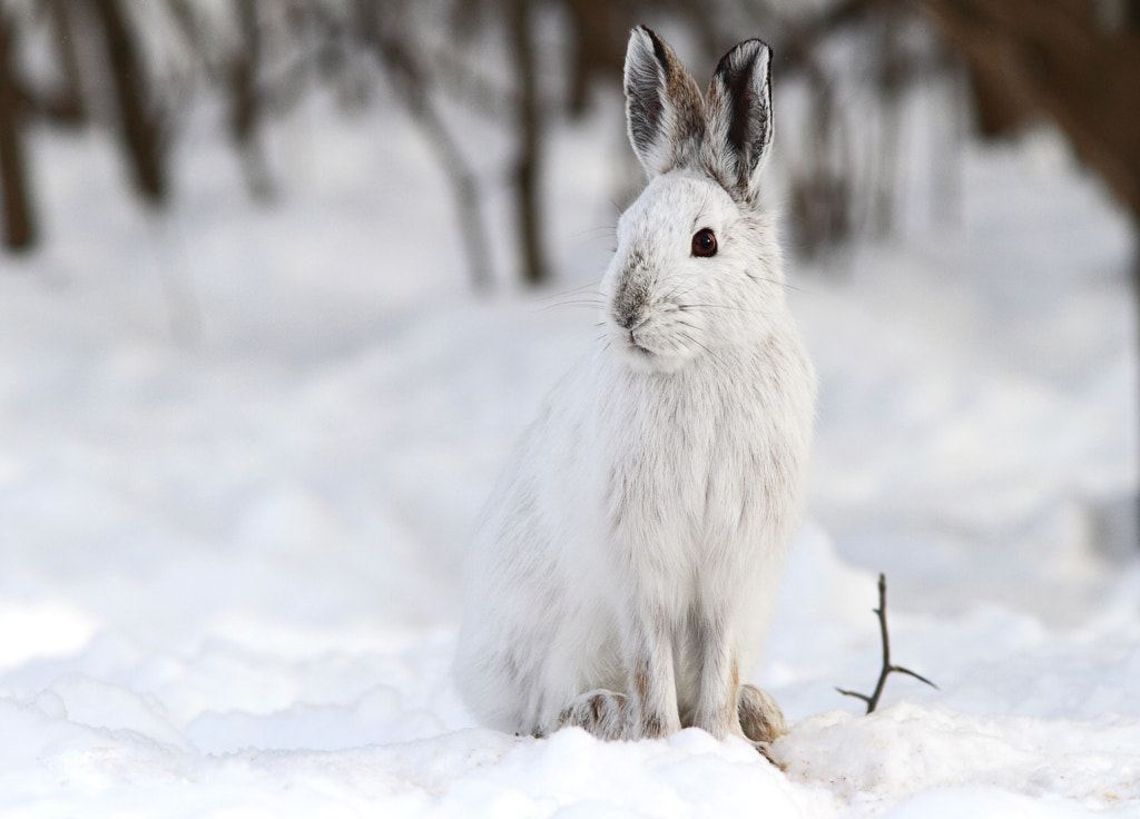 Snowshoe Hare by Gary Fairhead on 500px.com