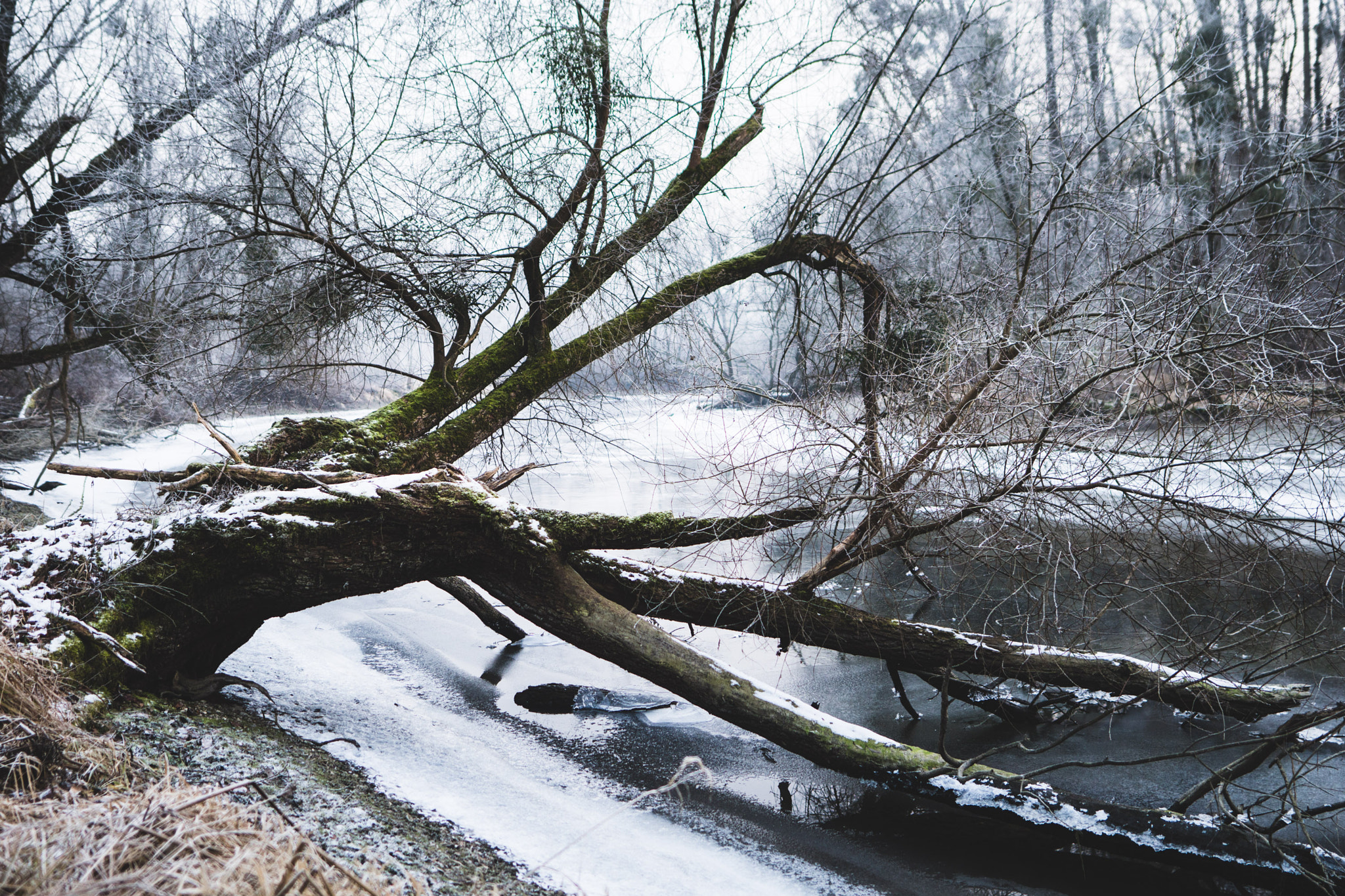 Sony a6500 + Sigma 20mm F1.4 DG HSM Art sample photo. Winter freistett photography